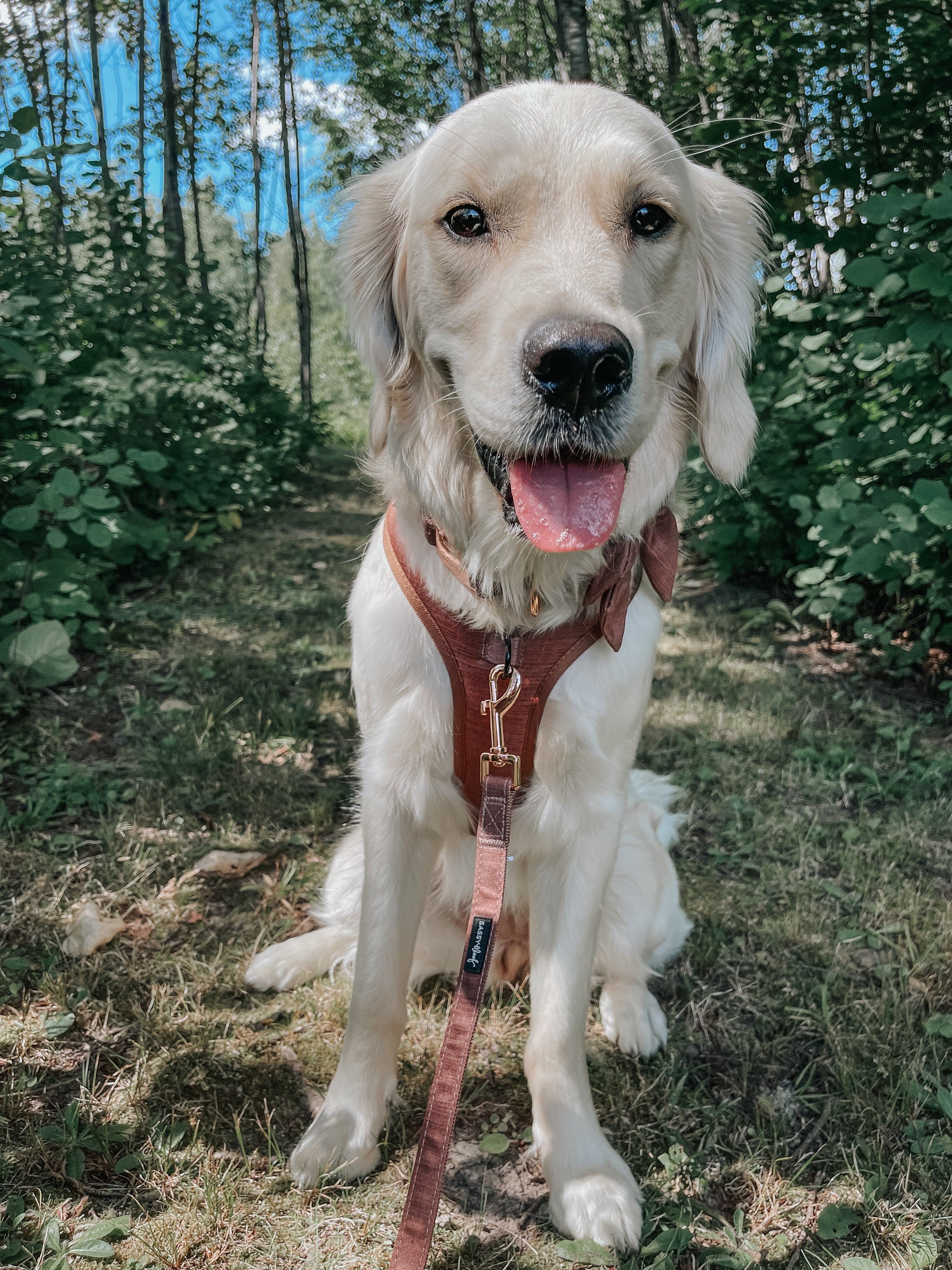 Dog Leash - Teddy