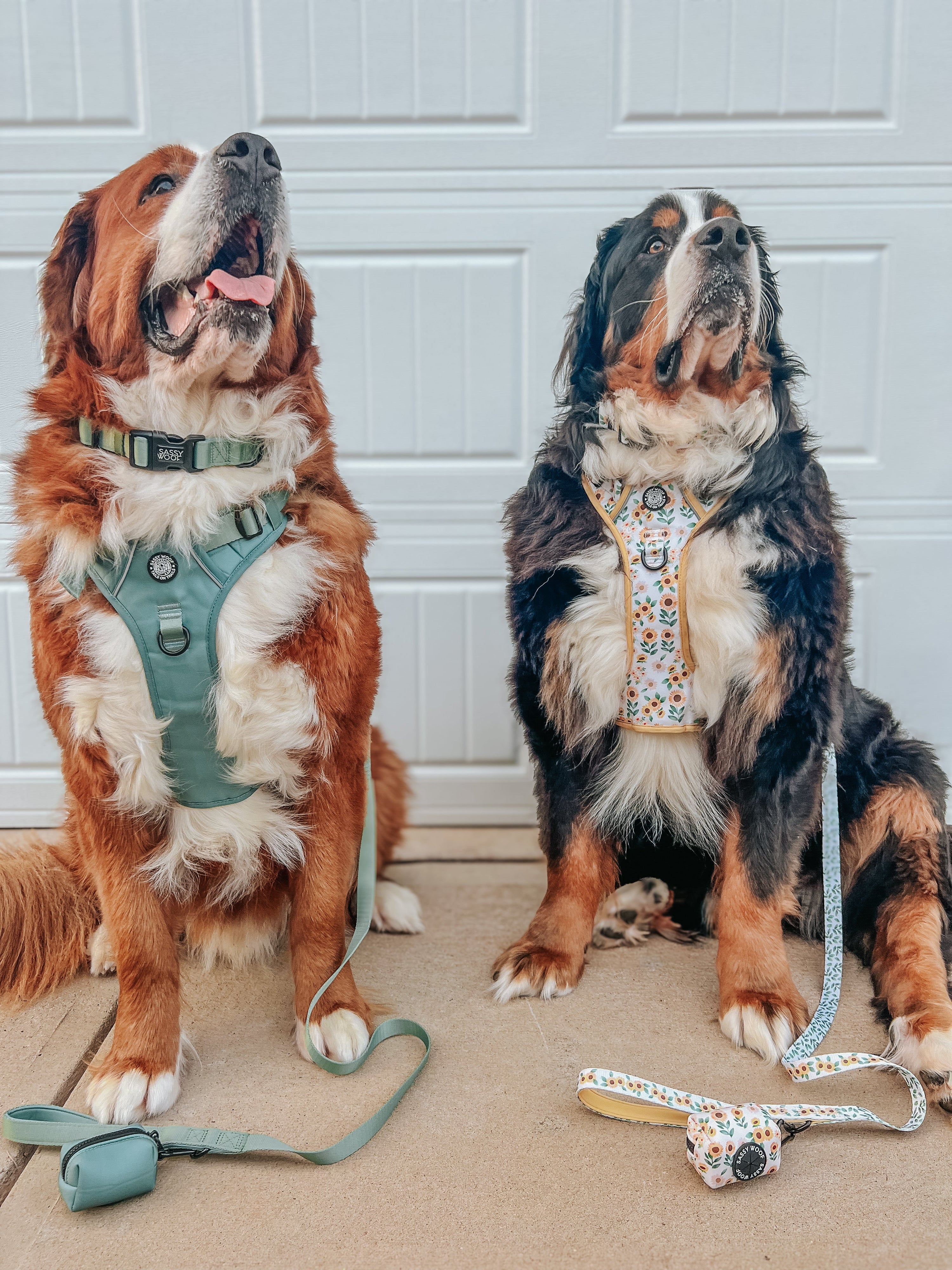Dog Collar - Sunflower Dreams