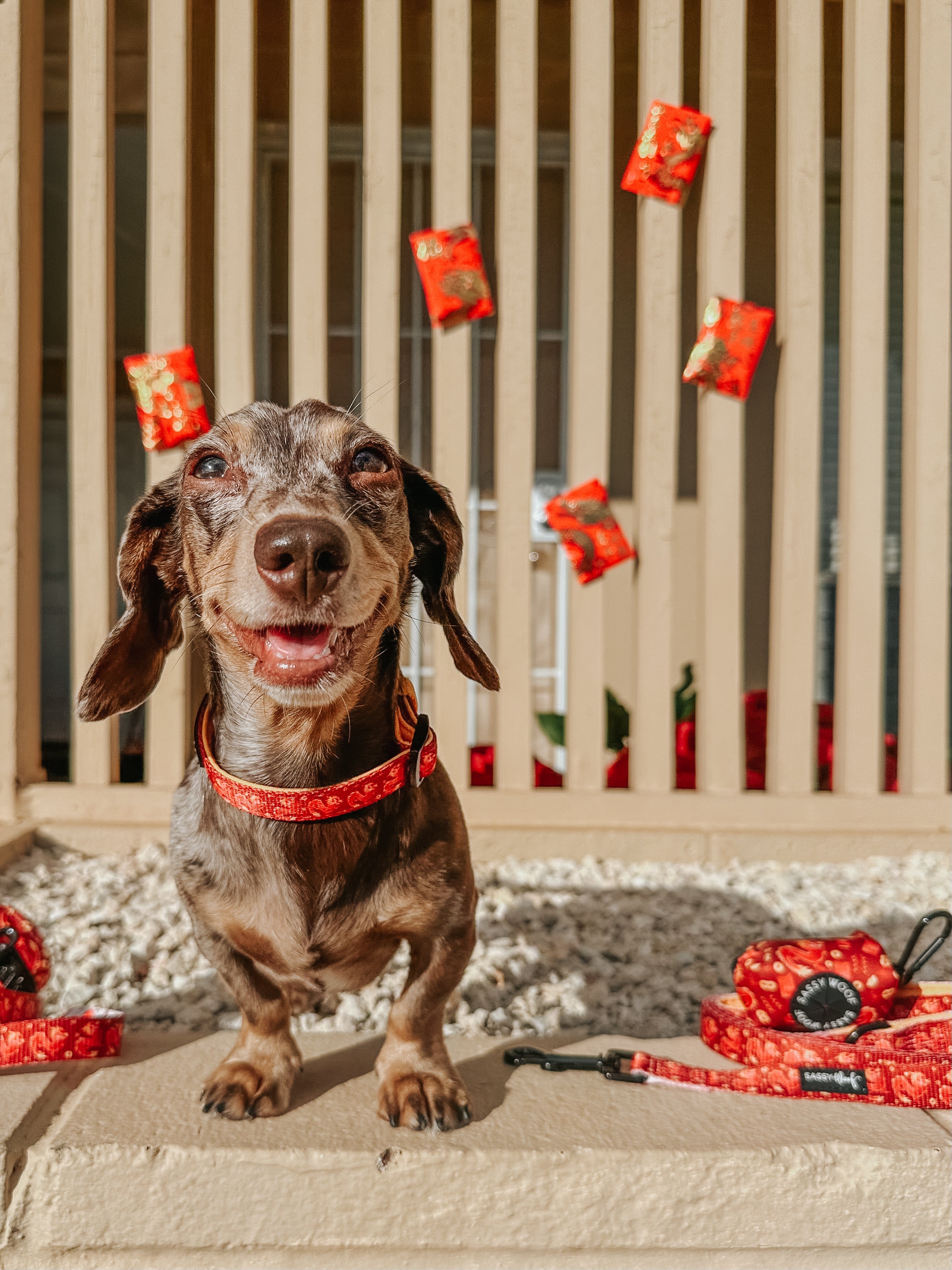 Dog Collar - Lucky Dragon