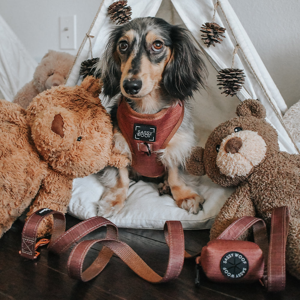 Dog Leash - Teddy