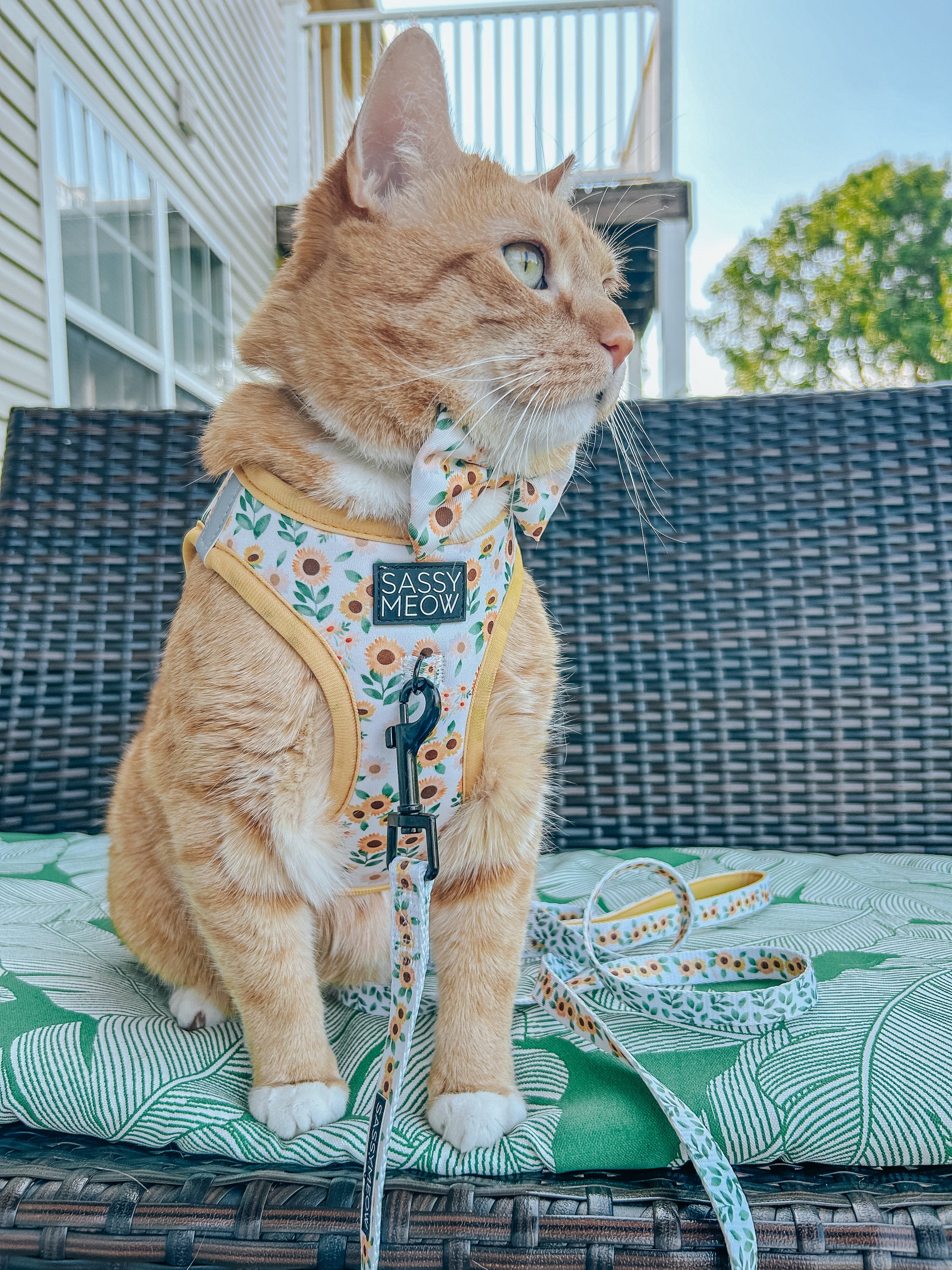 Cat Leash - Sunflower Dreams