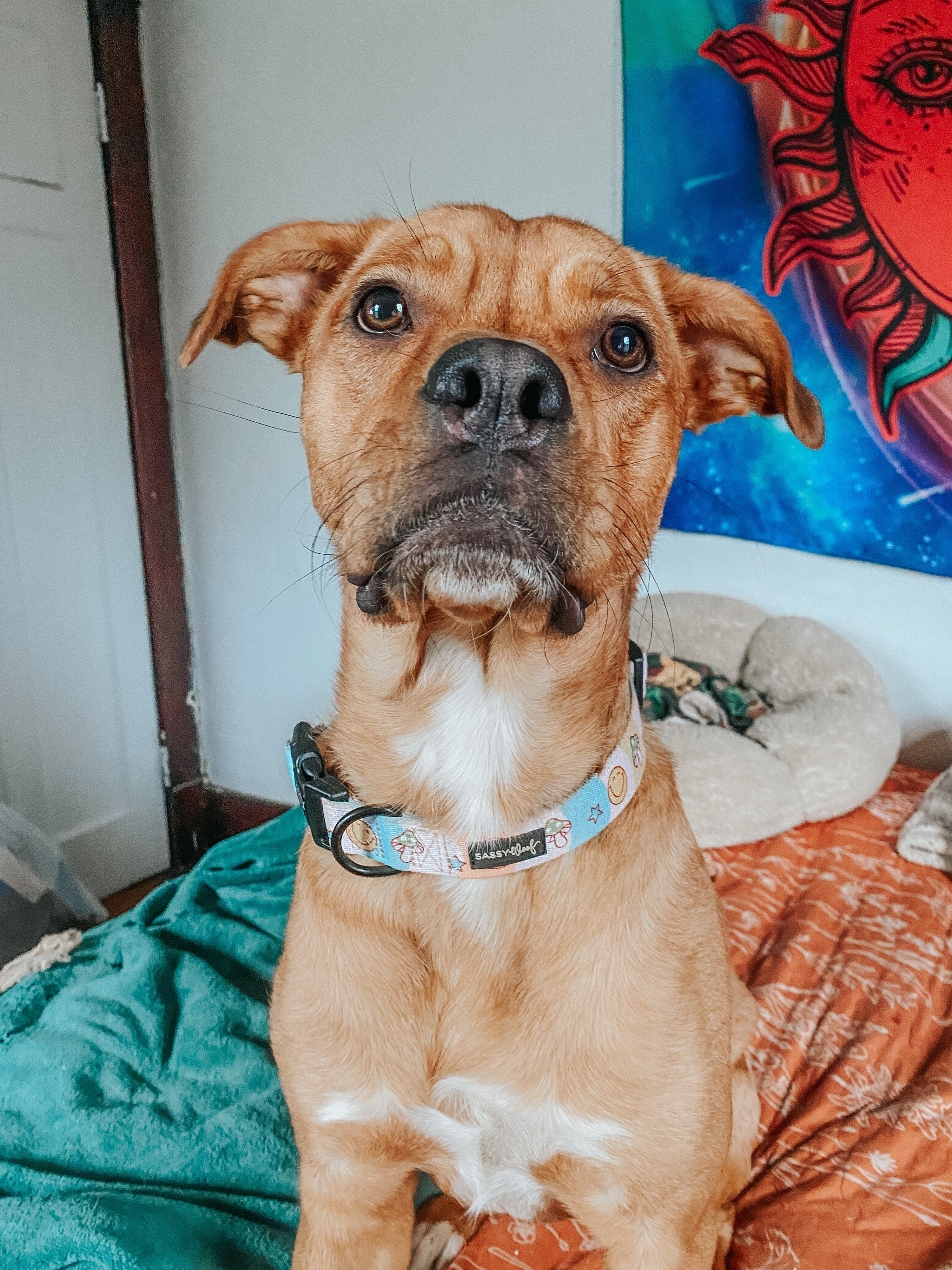 Dog Collar - Mush Love
