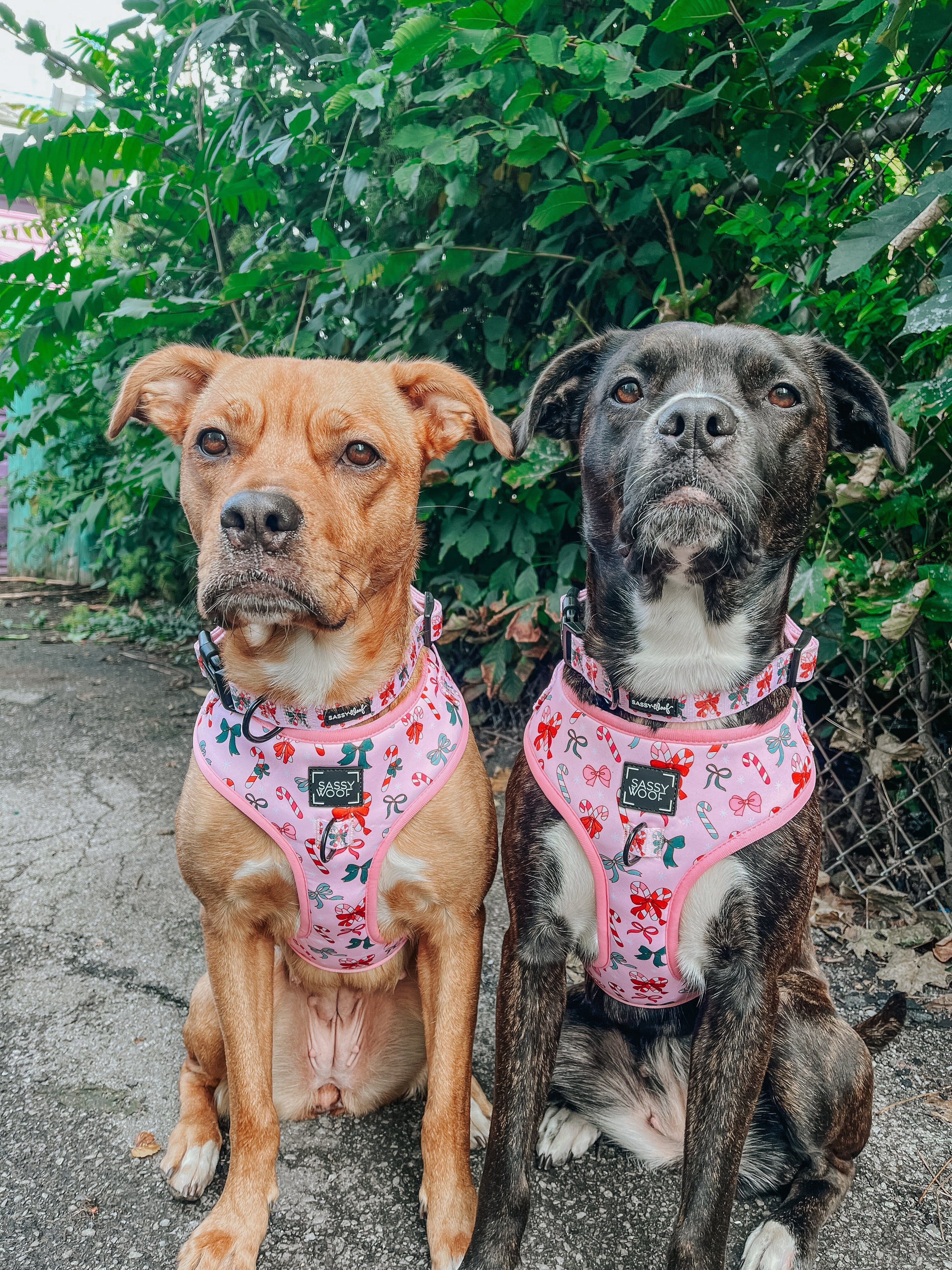 Dog Collar - Candy Cane Coquette