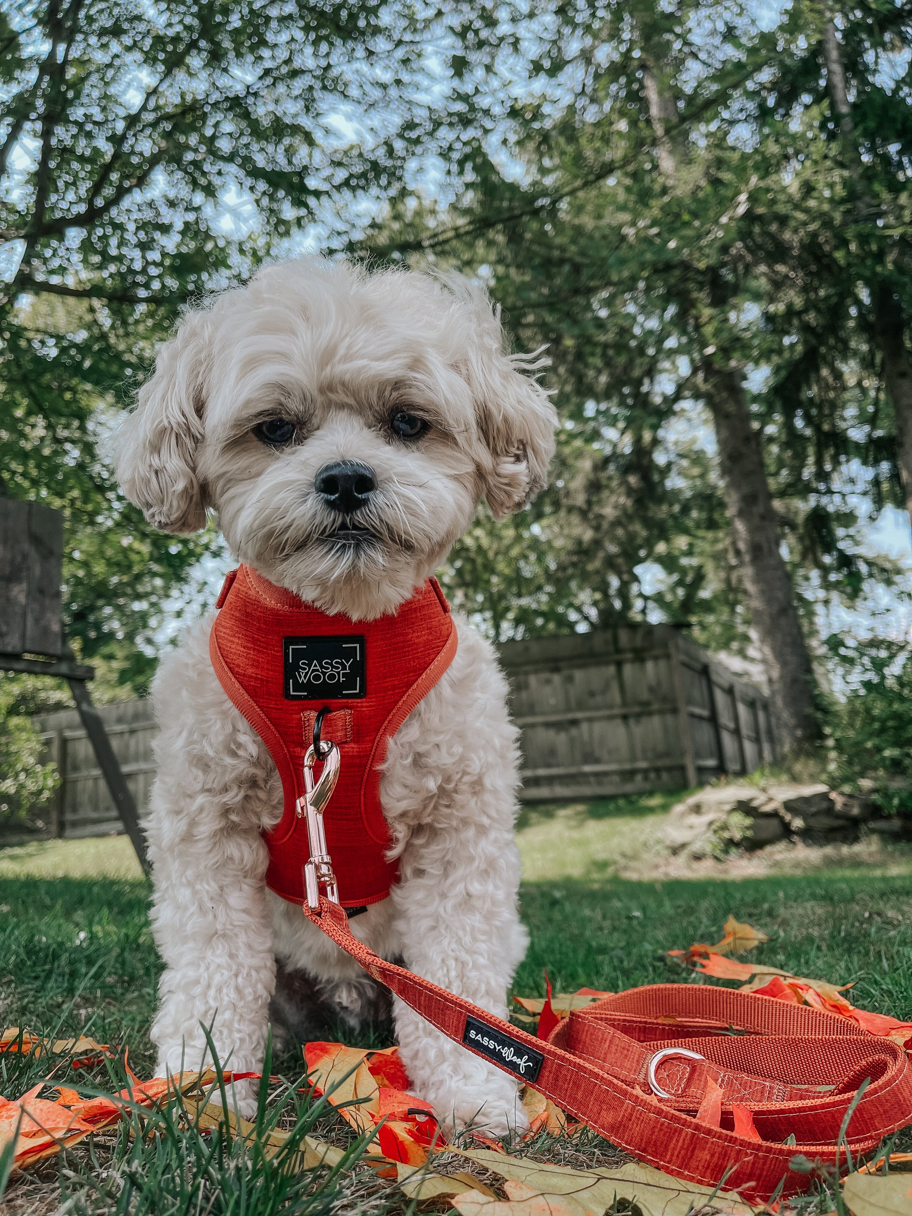 Dog Leash - Foxy