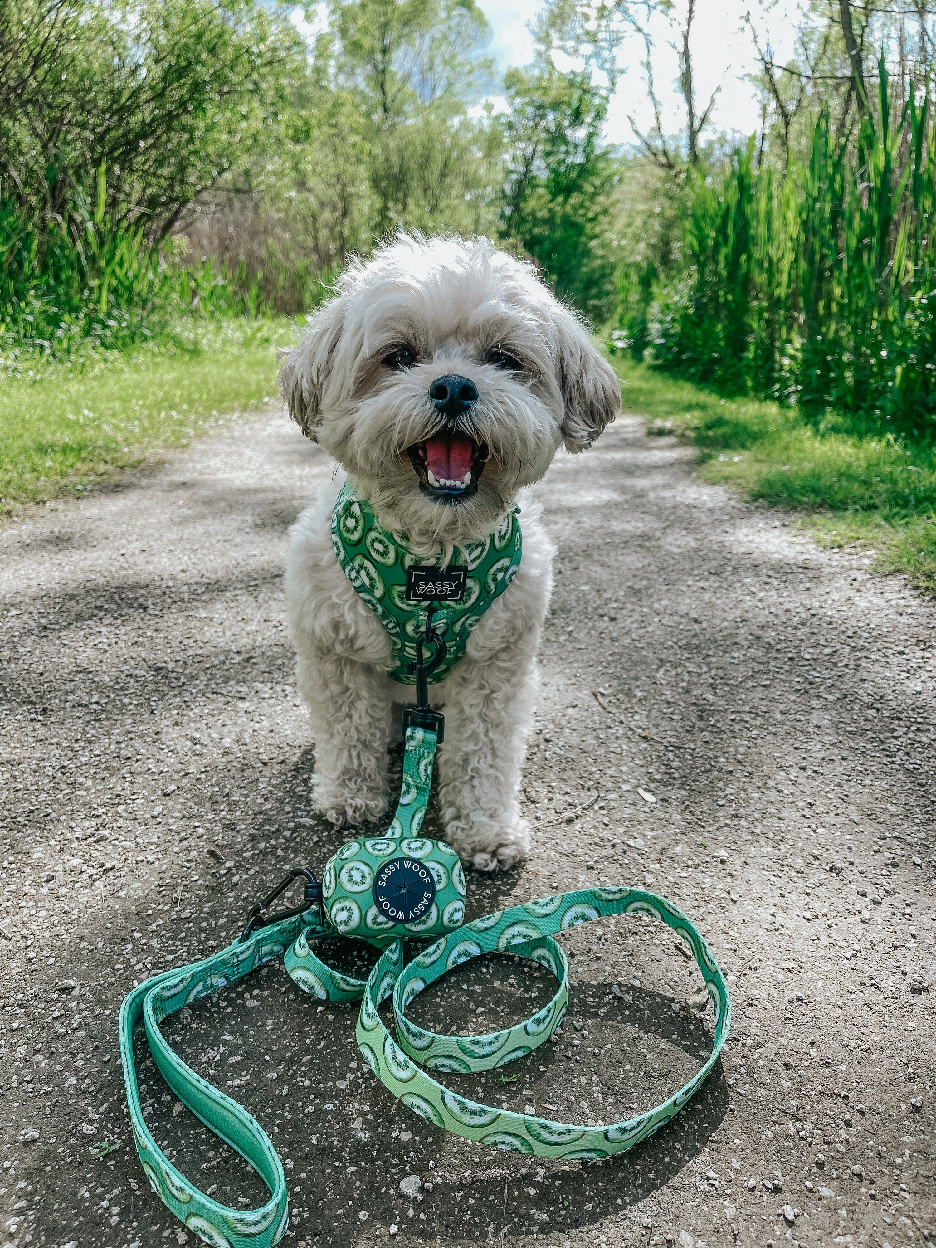 Dog Adjustable Harness - Kiwi Krazy
