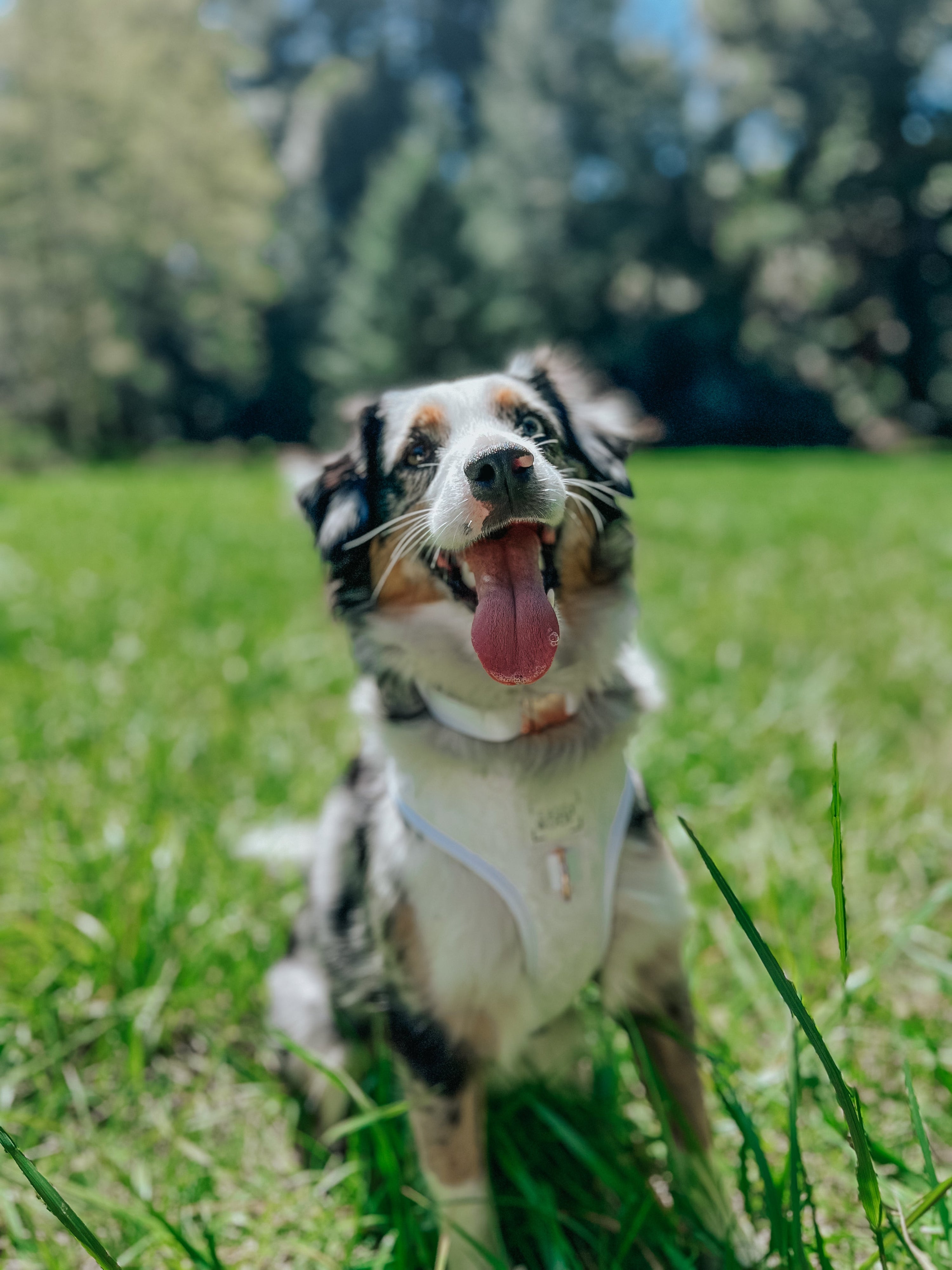 Dog Collar - Pup of Honor