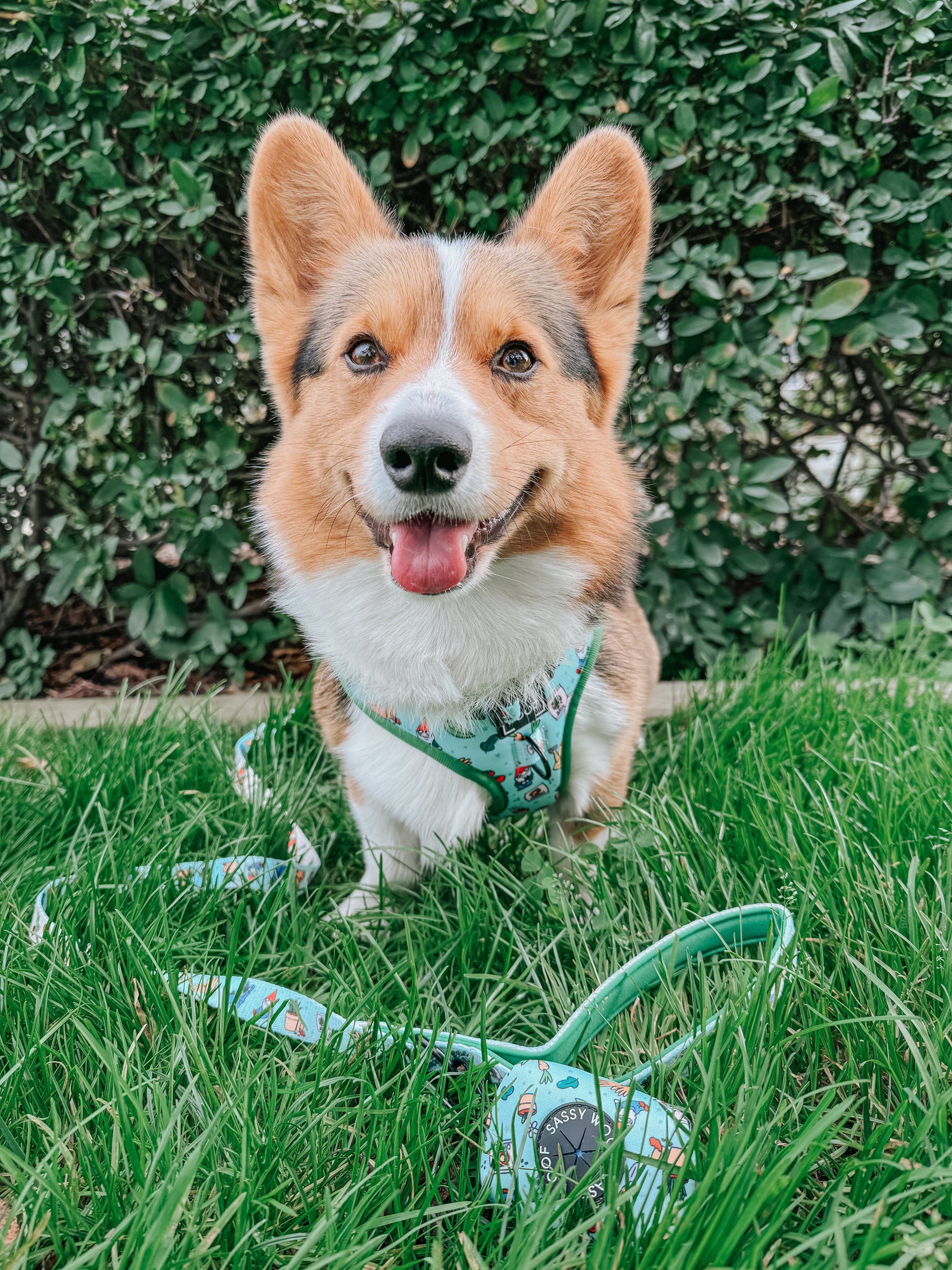 Dog Adjustable Harness - Chillin with my Gnomies
