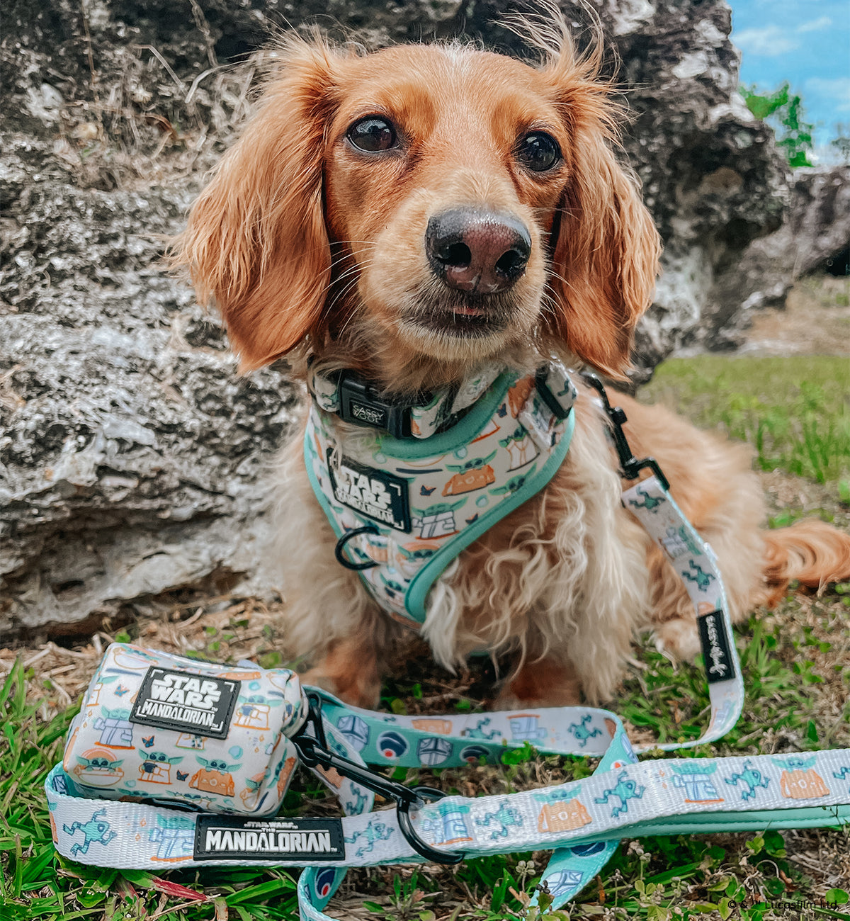 Dog Collar - STAR WARS™ The Child™