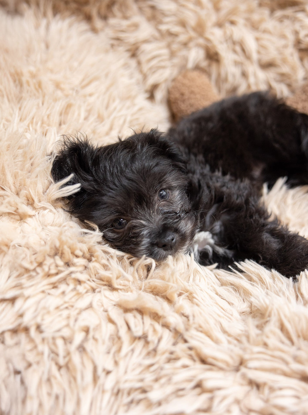 POD DOG BED - HT Animal Supply