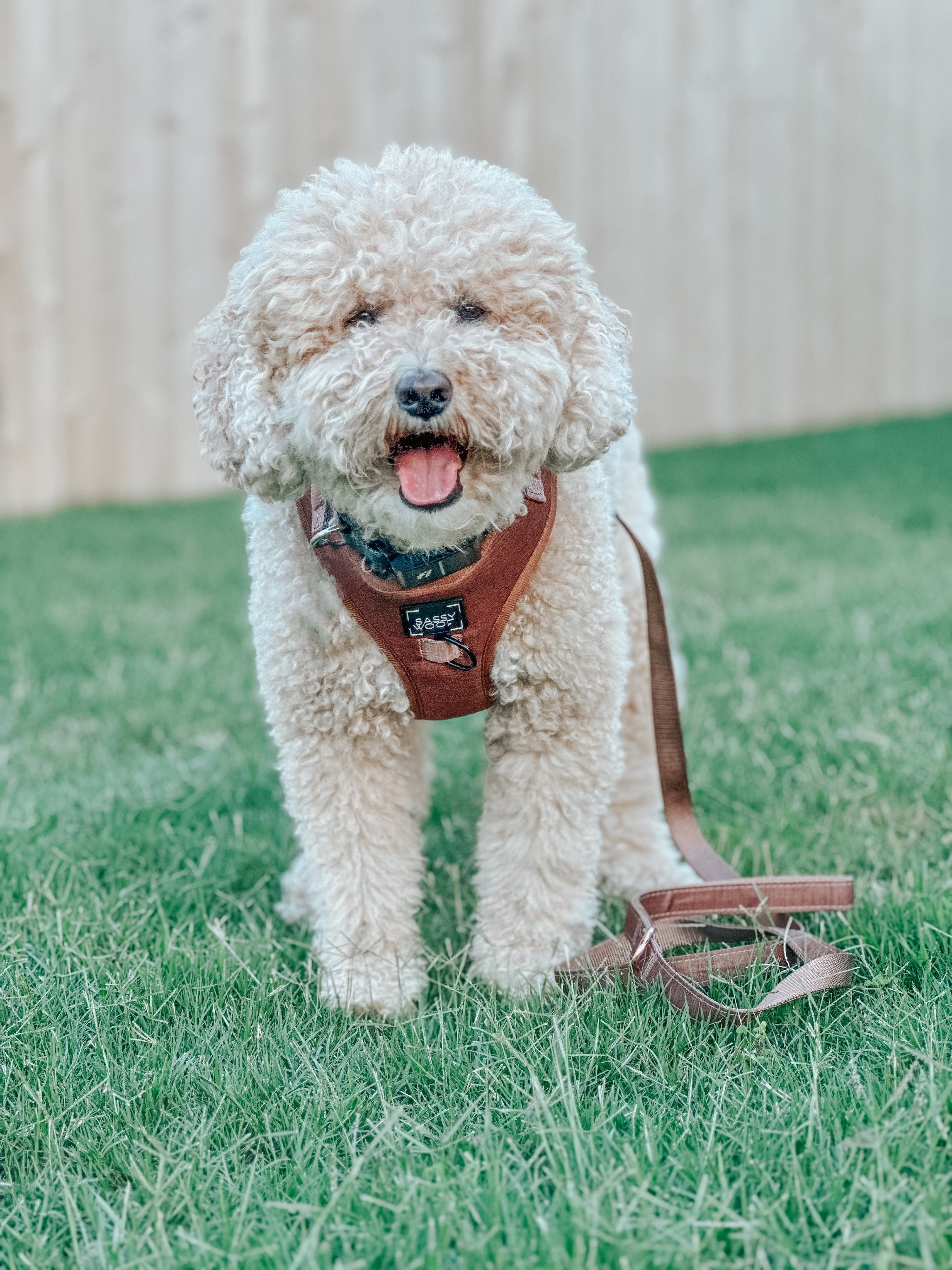 Dog Leash - Teddy