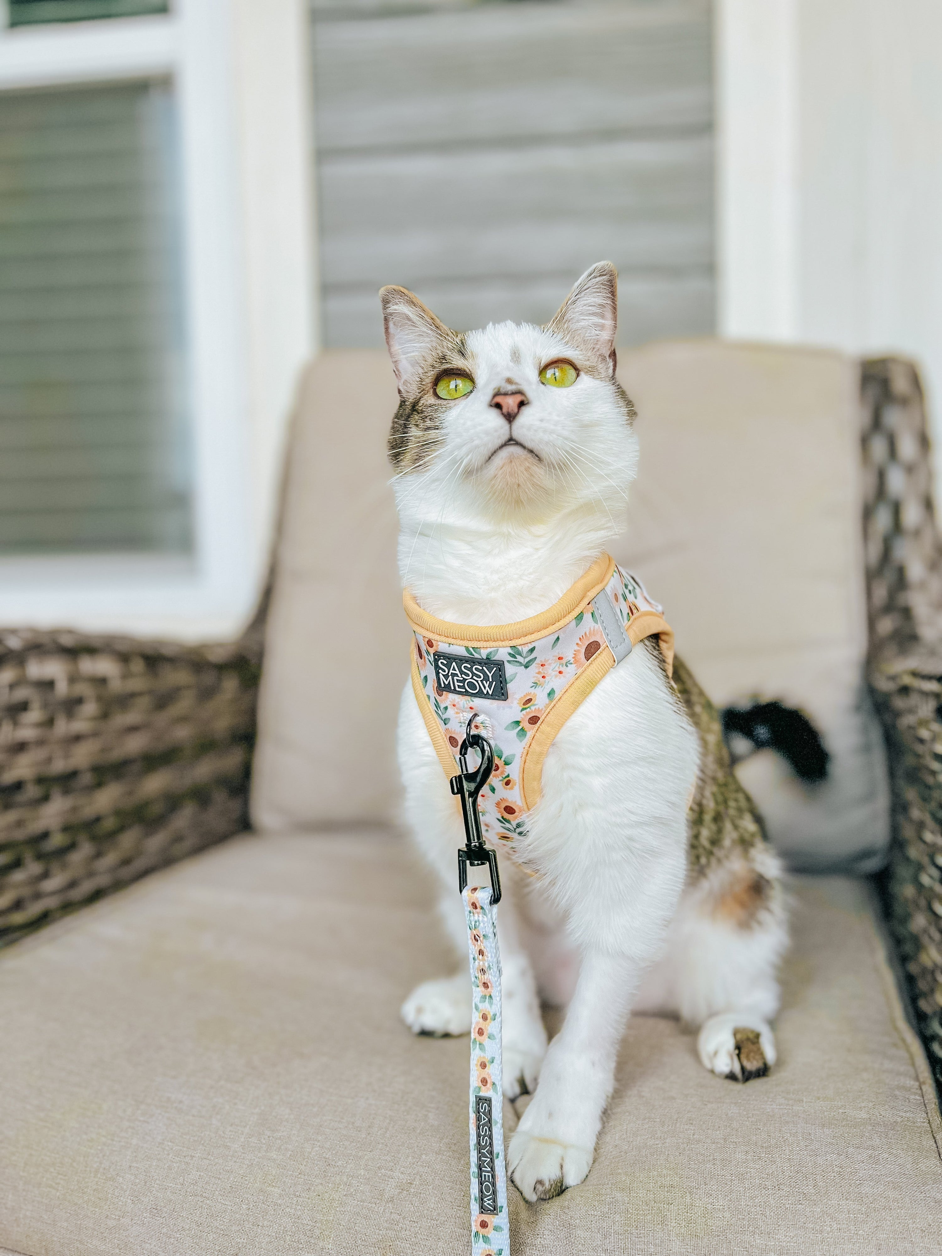 Cat Leash - Sunflower Dreams