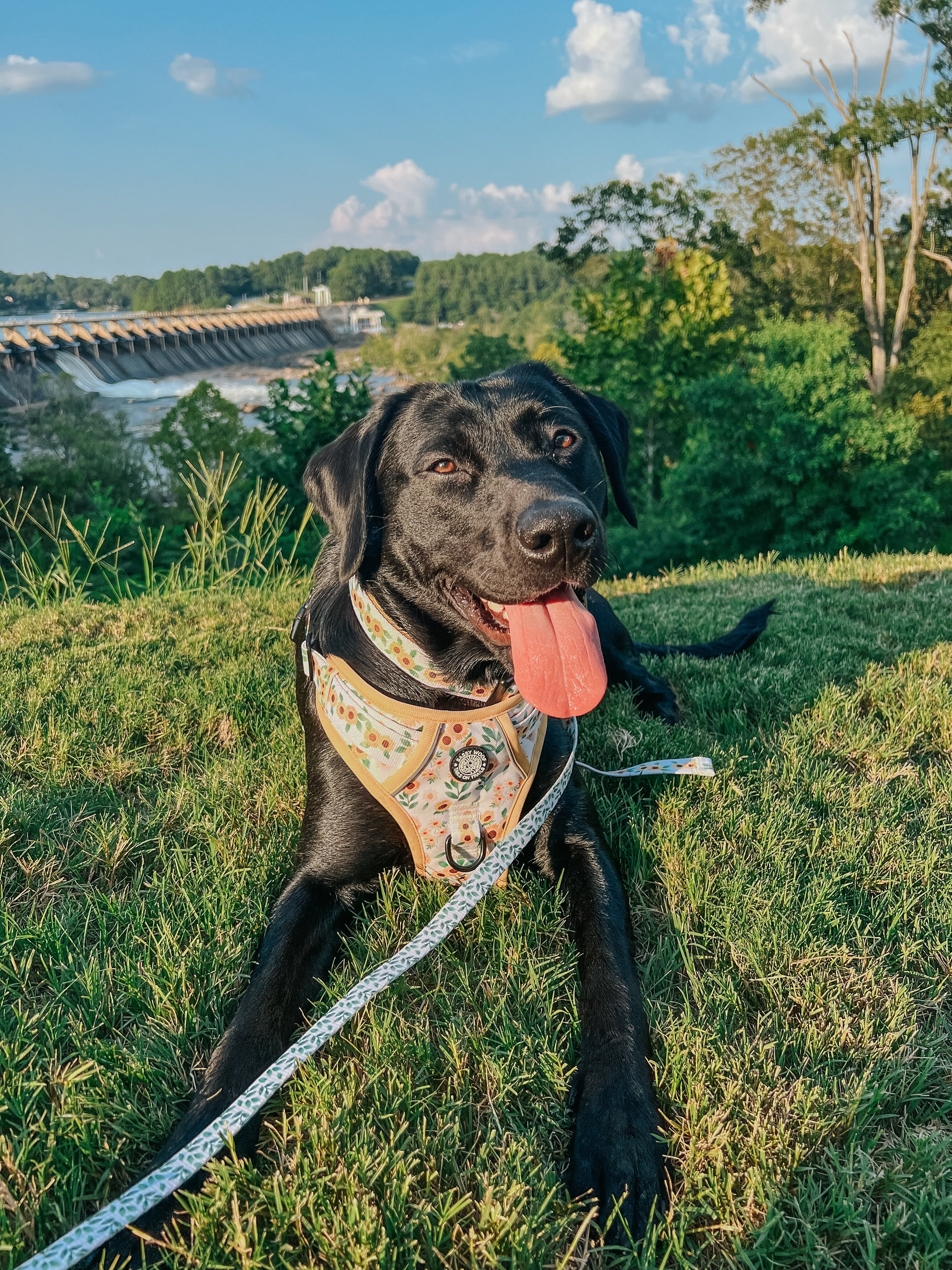 Dog Step-In Harness - Sunflower Dreams