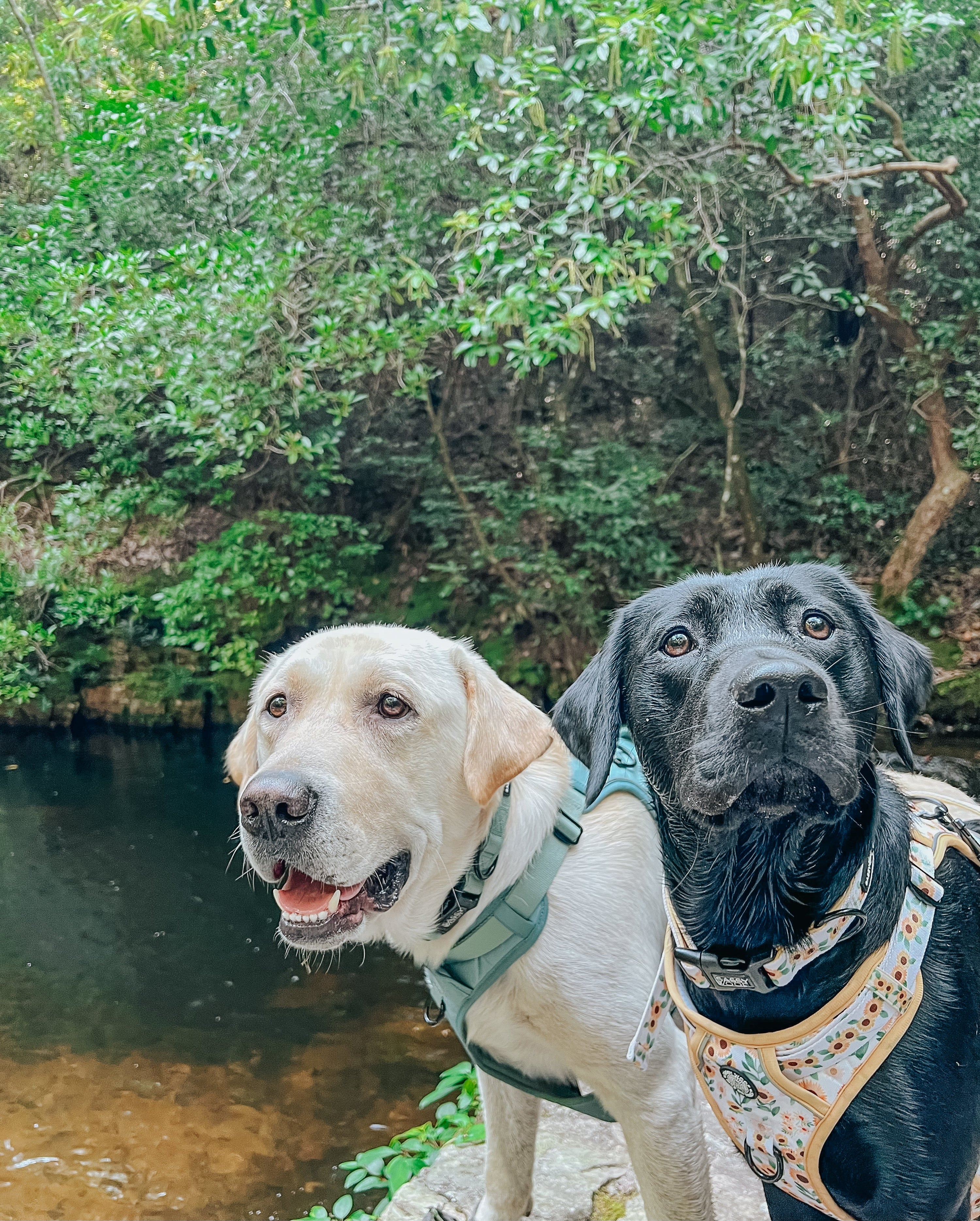 Dog Collar - Sage