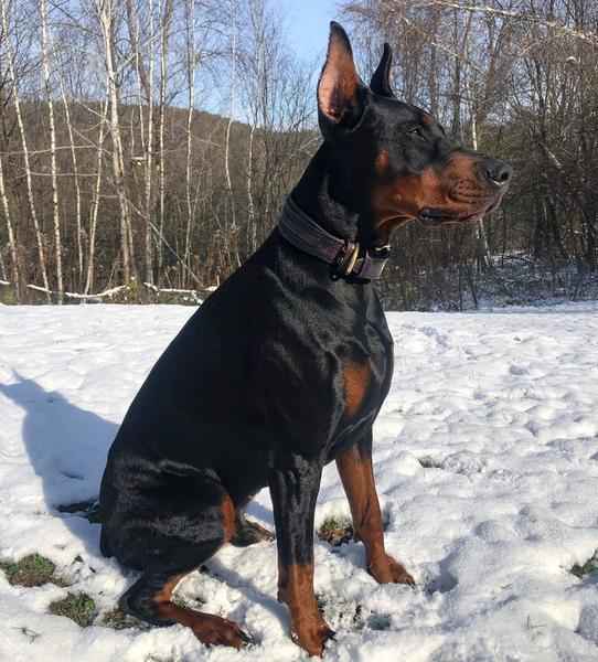 Bestia Cobra Leather Dog Collar