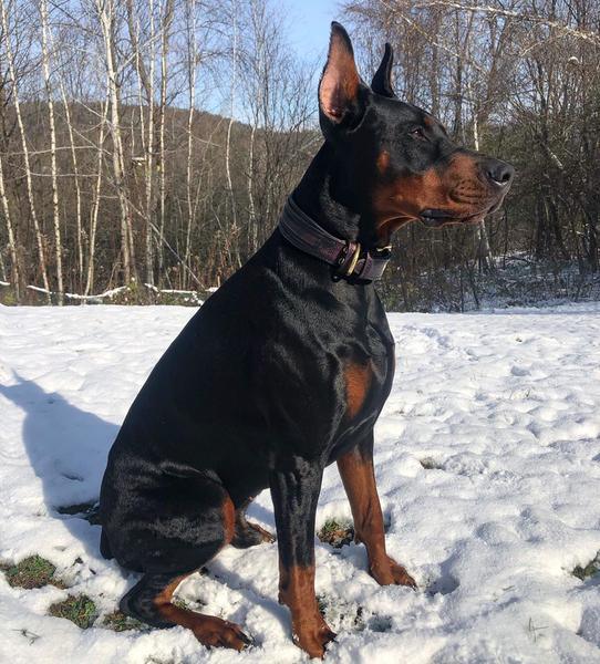Bestia Dog Gear Genuine Leather Dog Collar 