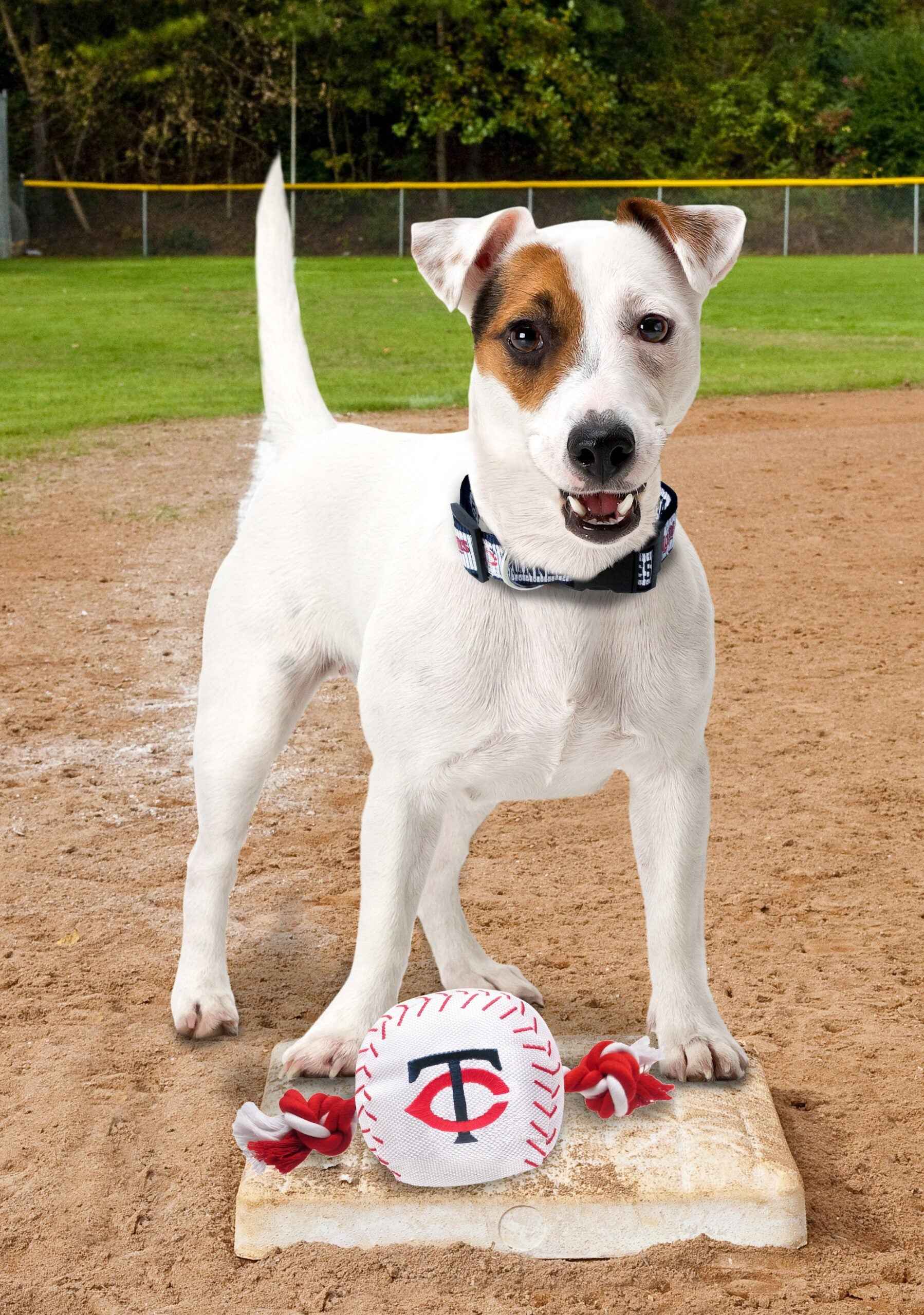 Minnesota Twins Nylon Baseball Rope Toy