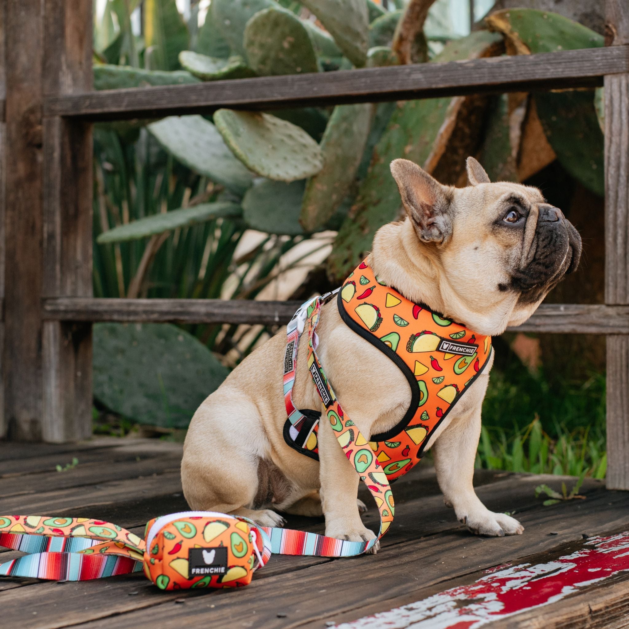 Frenchie Duo Reversible Harness - Taco Tuesday- Orange