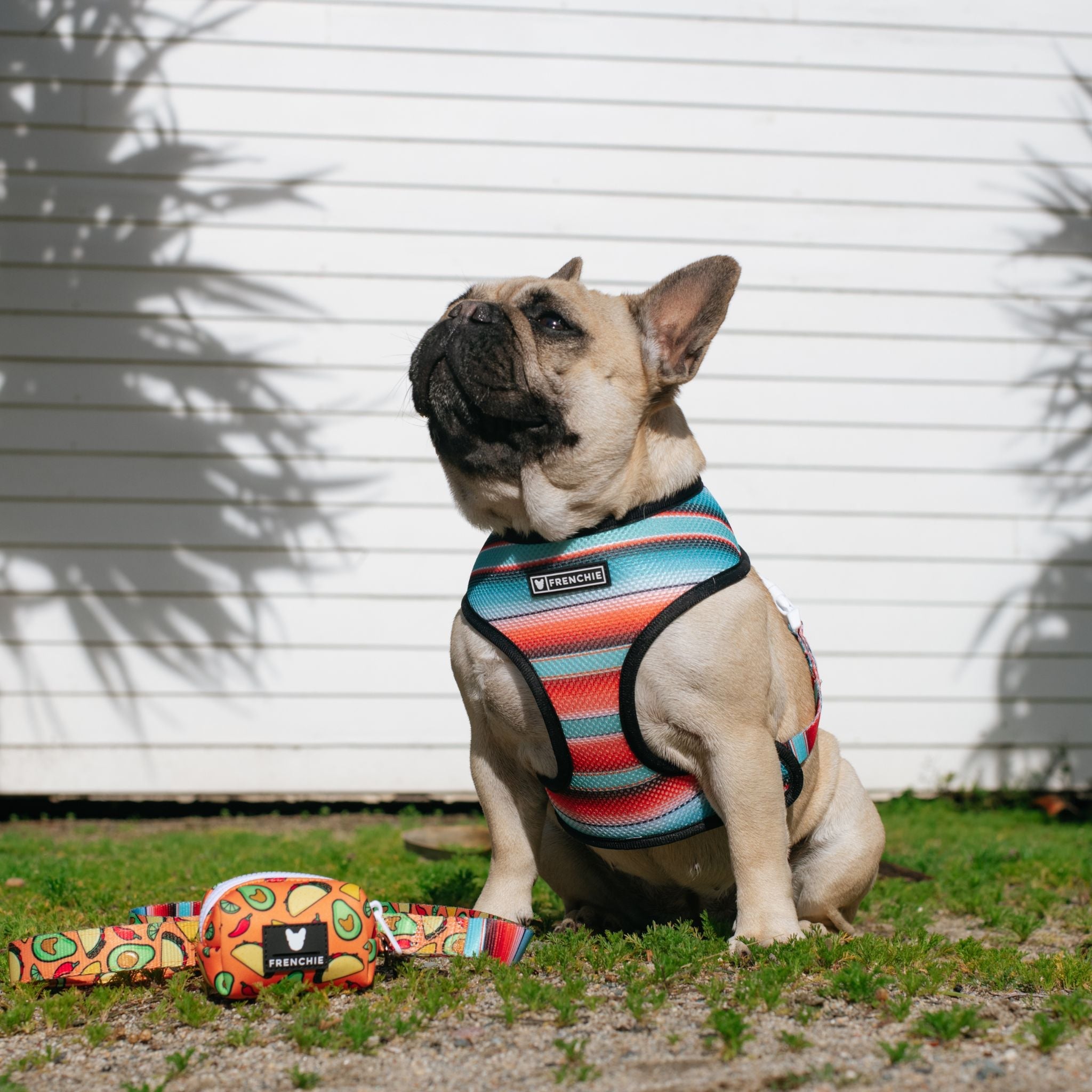 Frenchie Duo Reversible Harness - Taco Tuesday- Orange