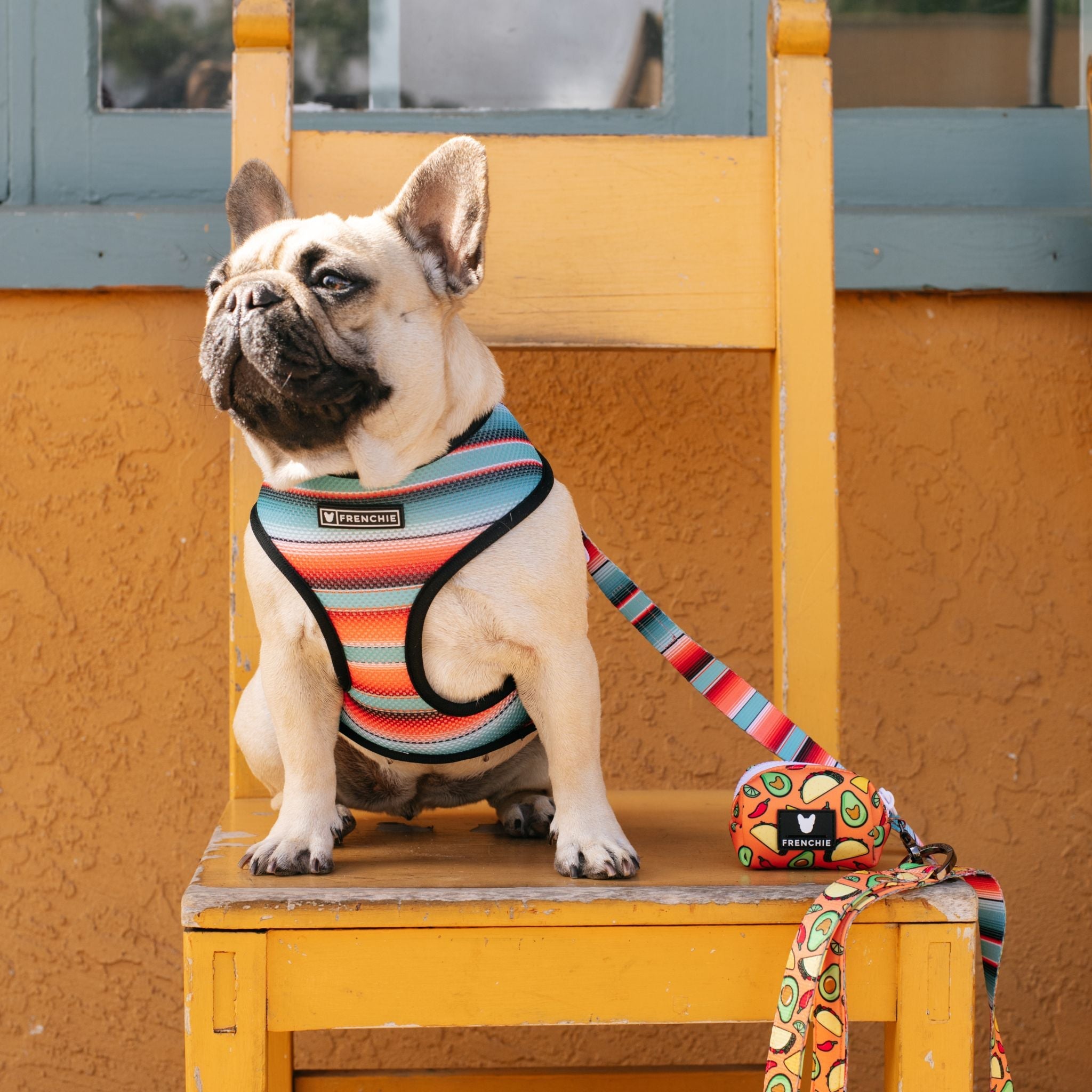 Frenchie Duo Reversible Harness - Taco Tuesday- Orange