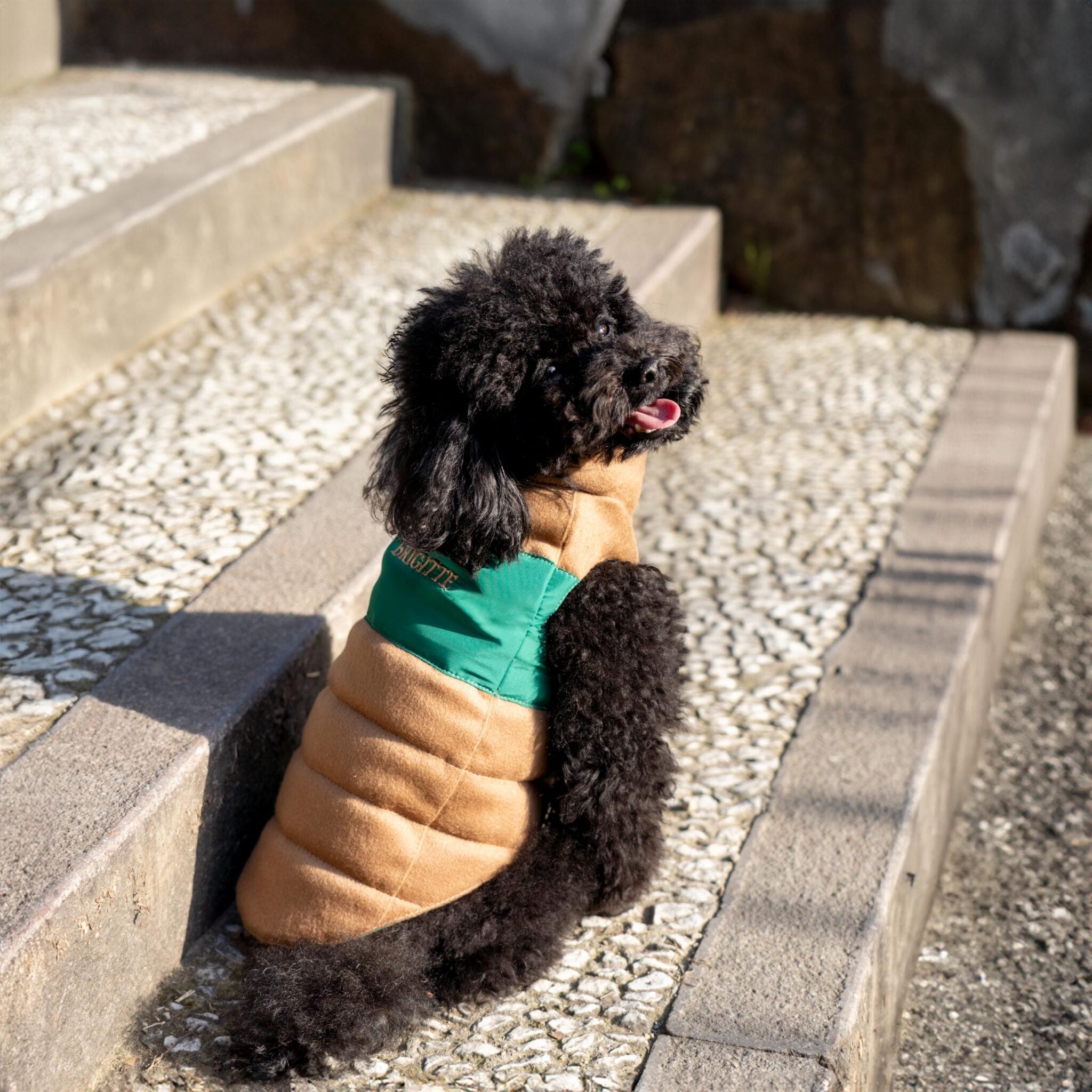 Tailored Pet Down Jacket in Camel Cashmere Reversible