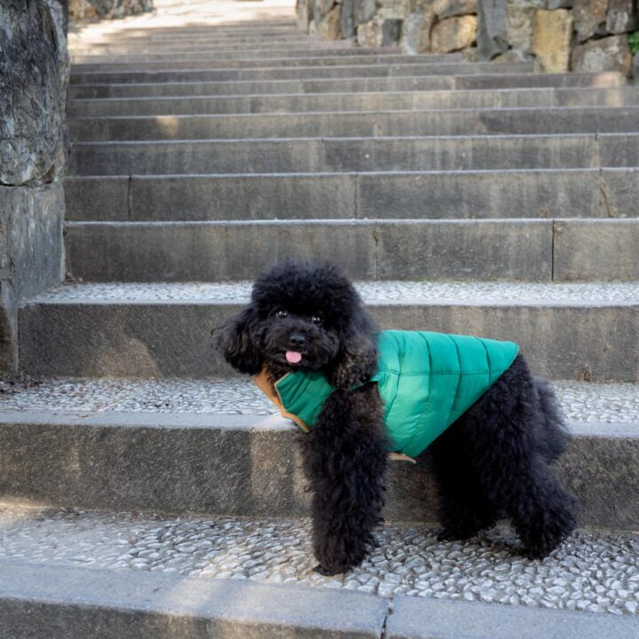 Tailored Pet Down Jacket in Camel Cashmere Reversible