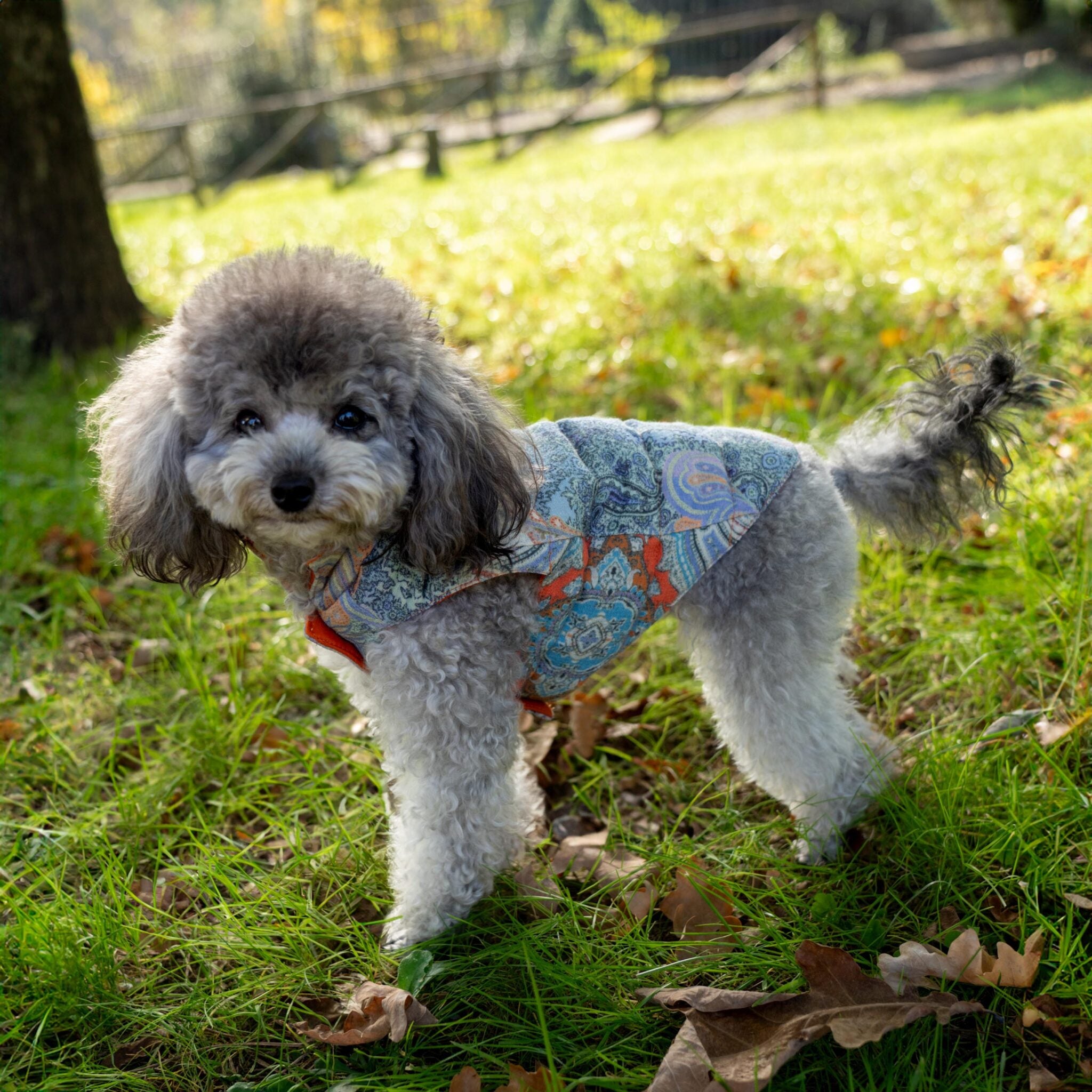 Tailored Pet Down Jacket in Paisely Cashmere Reversible