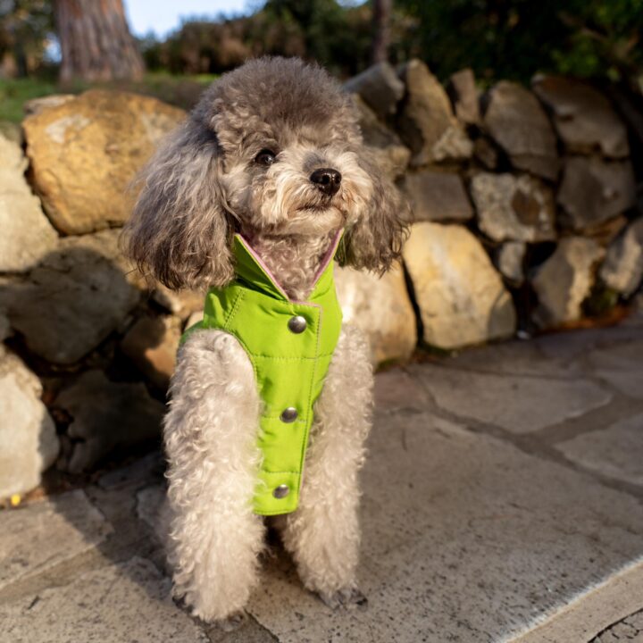 Tailored Pet Down Jacket in Pink Cashmere Reversible