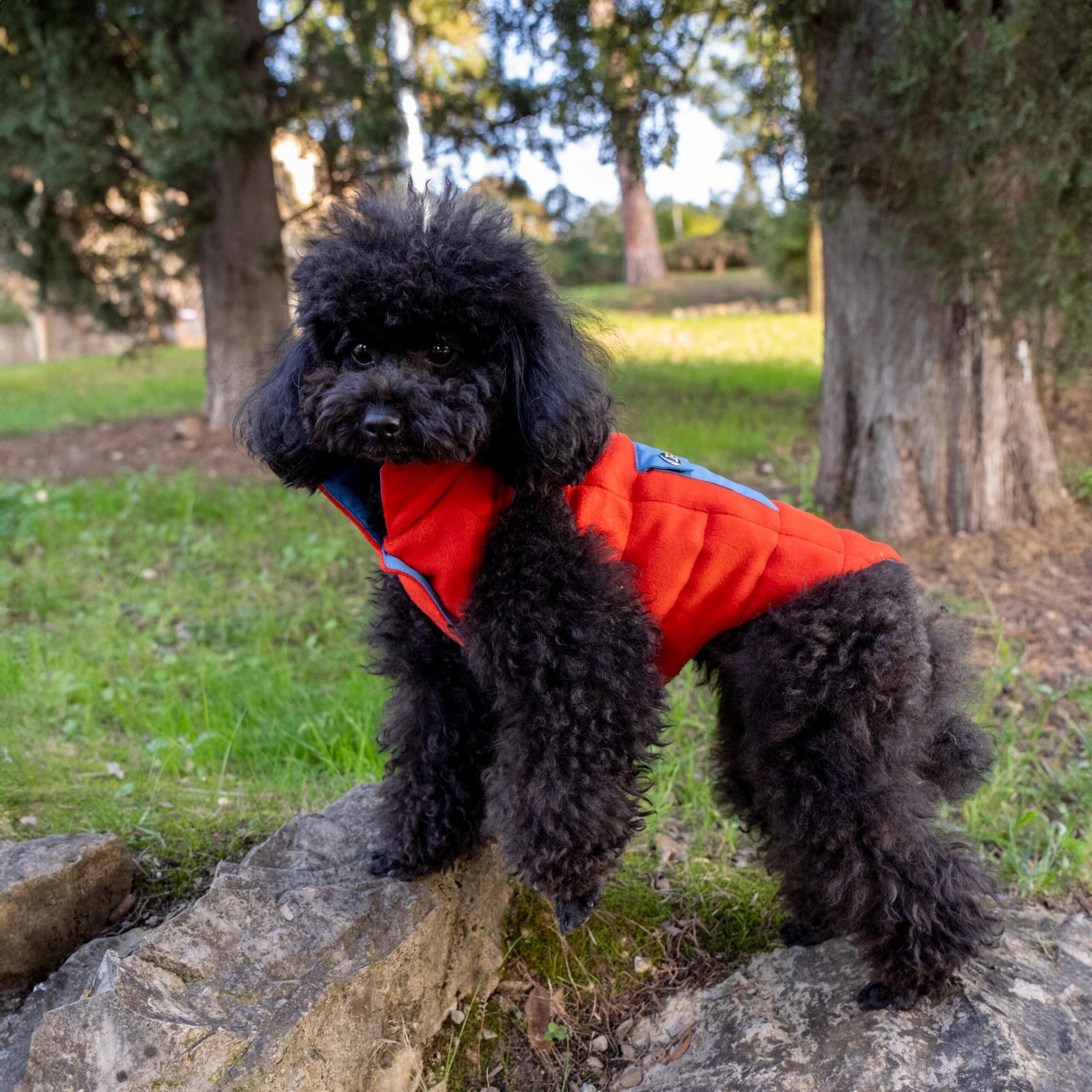 Tailored Pet Down Jacket in Red Cashmere Reversible
