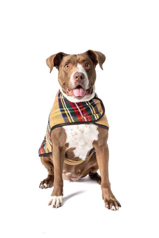 Tan Tartan Plaid Blanket Dog Coat