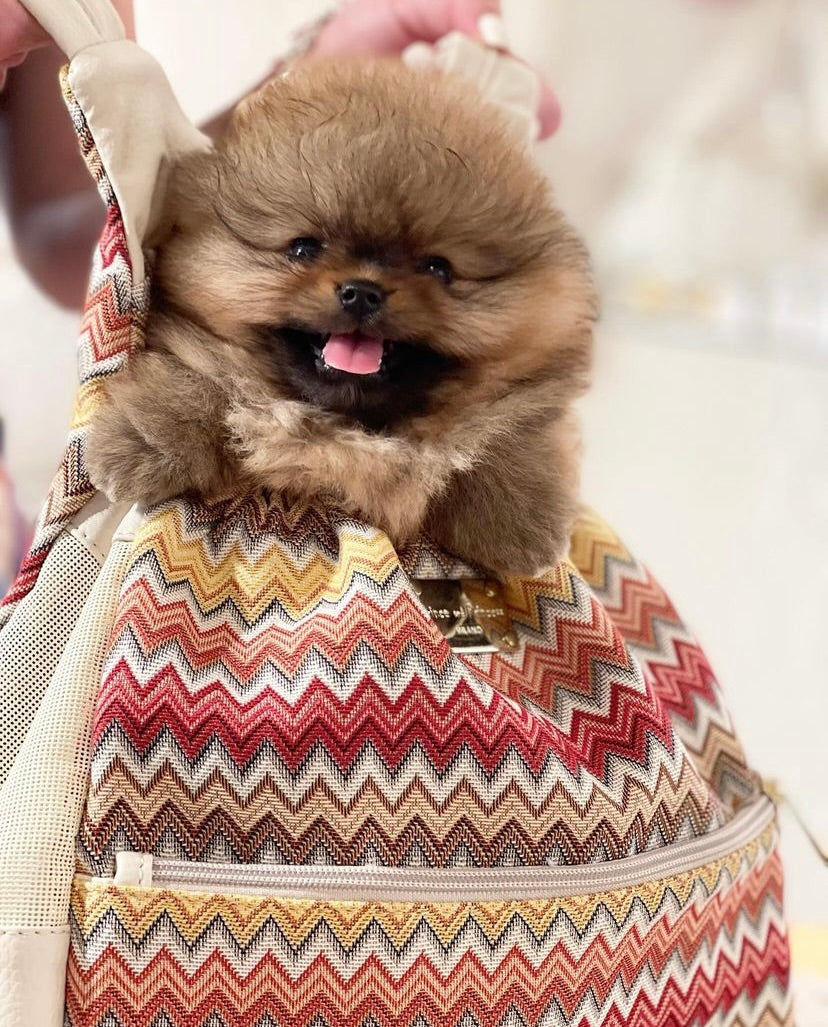 Dog Pouch Carrier - Summer