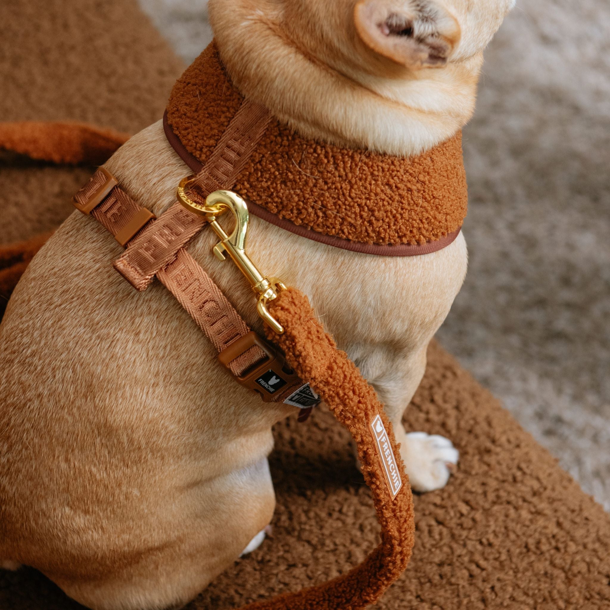 Frenchie Comfort Leash - Teddy Brown