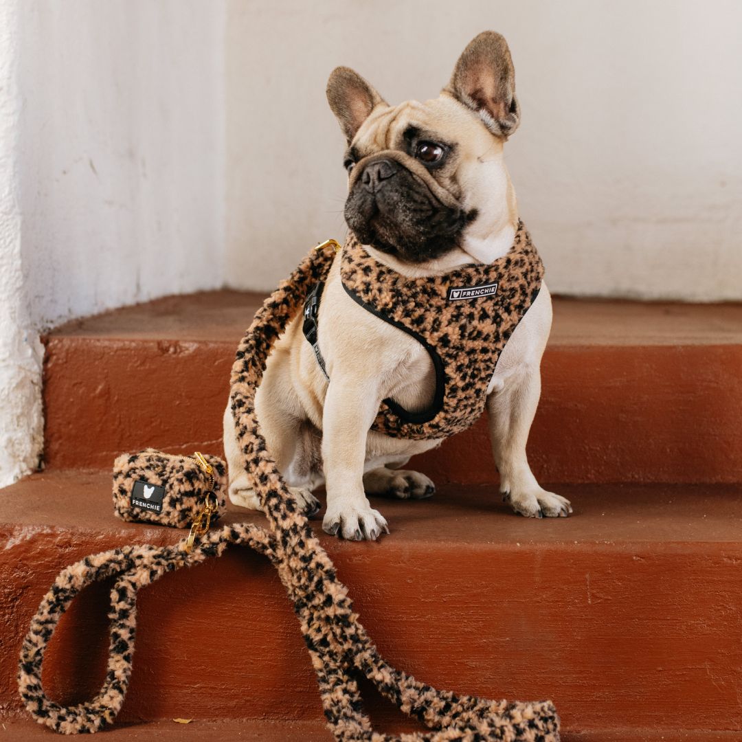 Frenchie Duo Reversible Harness - Teddy Leopard