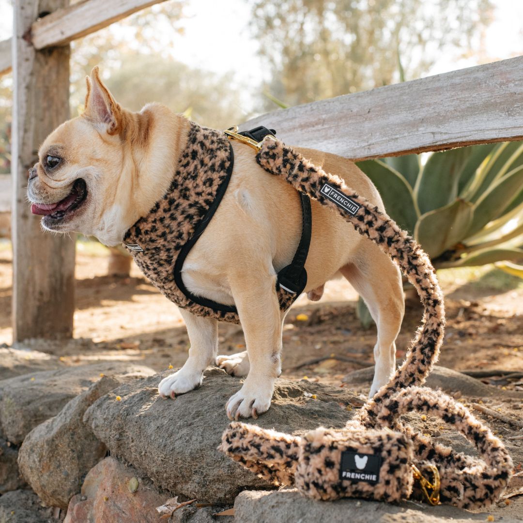 Frenchie Duo Reversible Harness - Teddy Leopard
