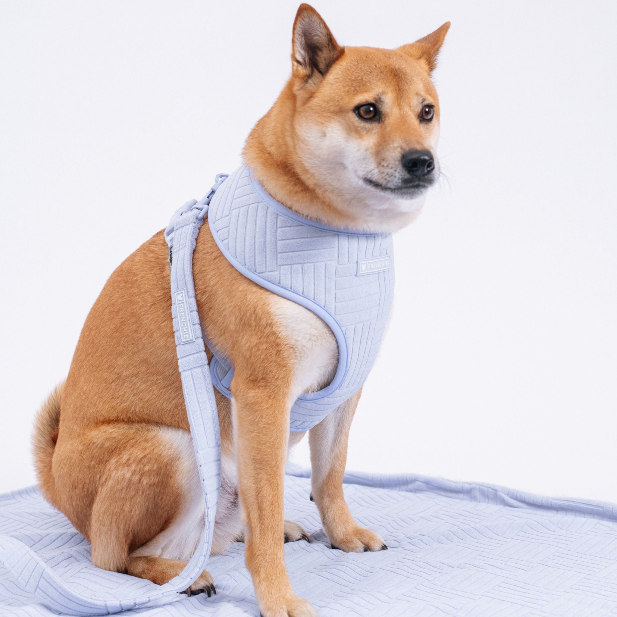 Frenchie Duo Reversible Harness - Terry (Blue)