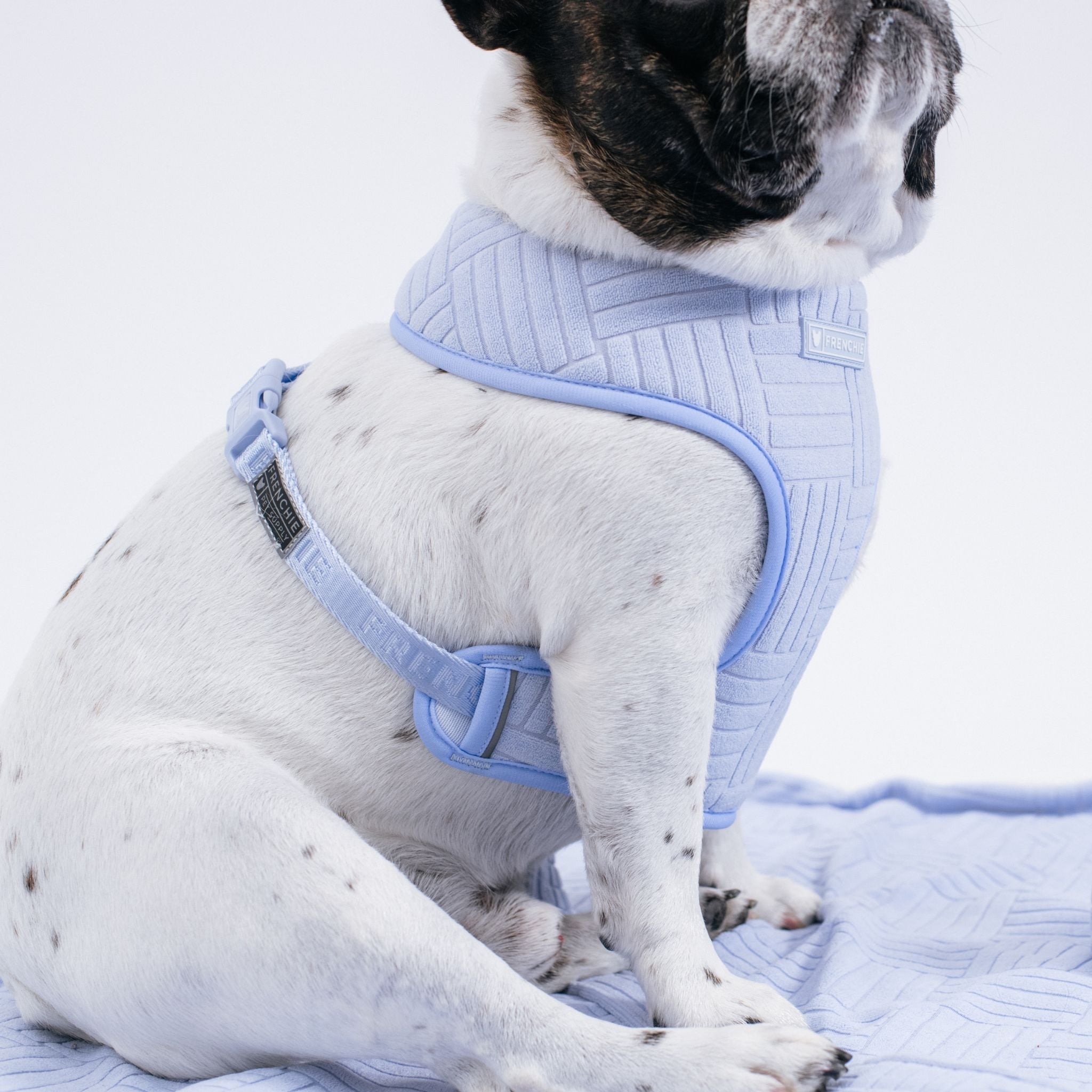Frenchie Duo Reversible Harness - Terry (Blue)