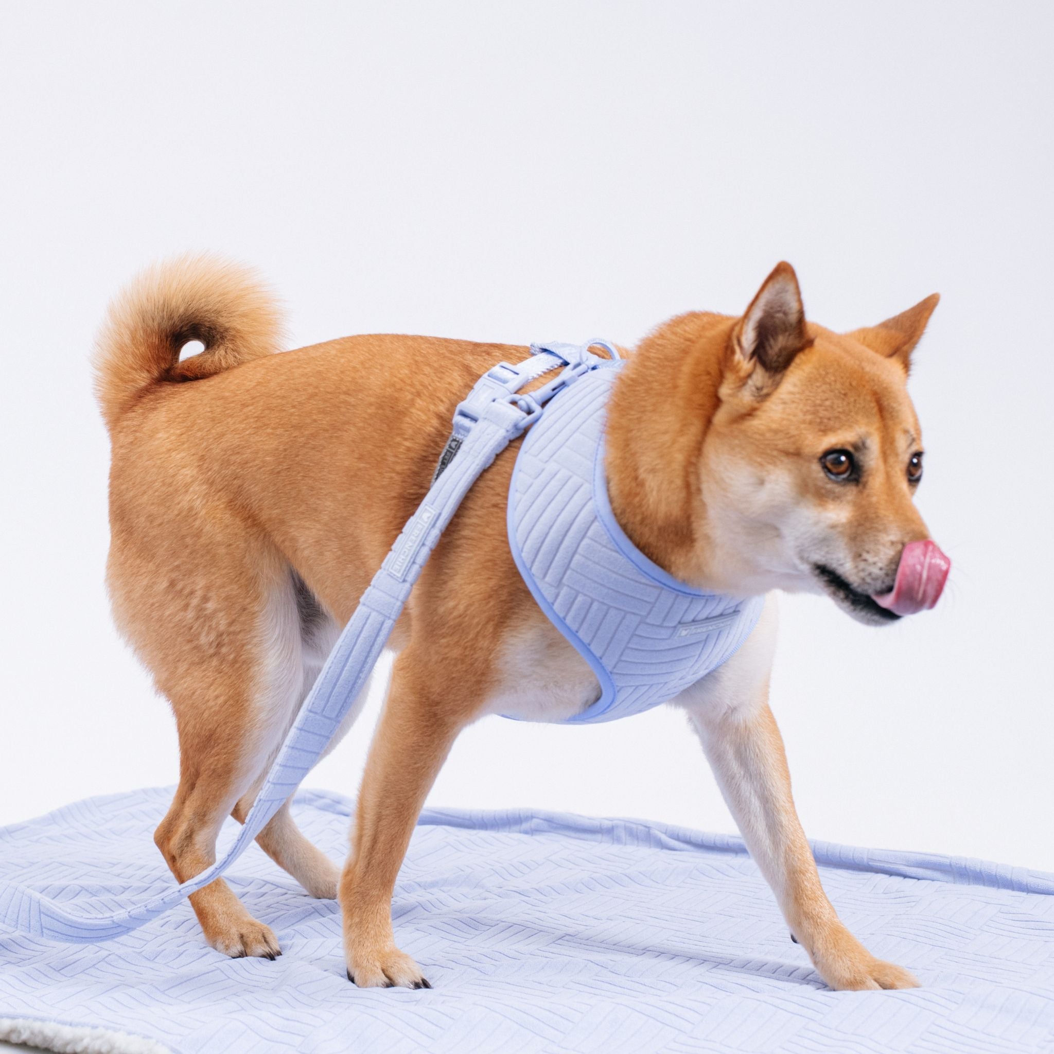 Frenchie Duo Reversible Harness - Terry (Blue)