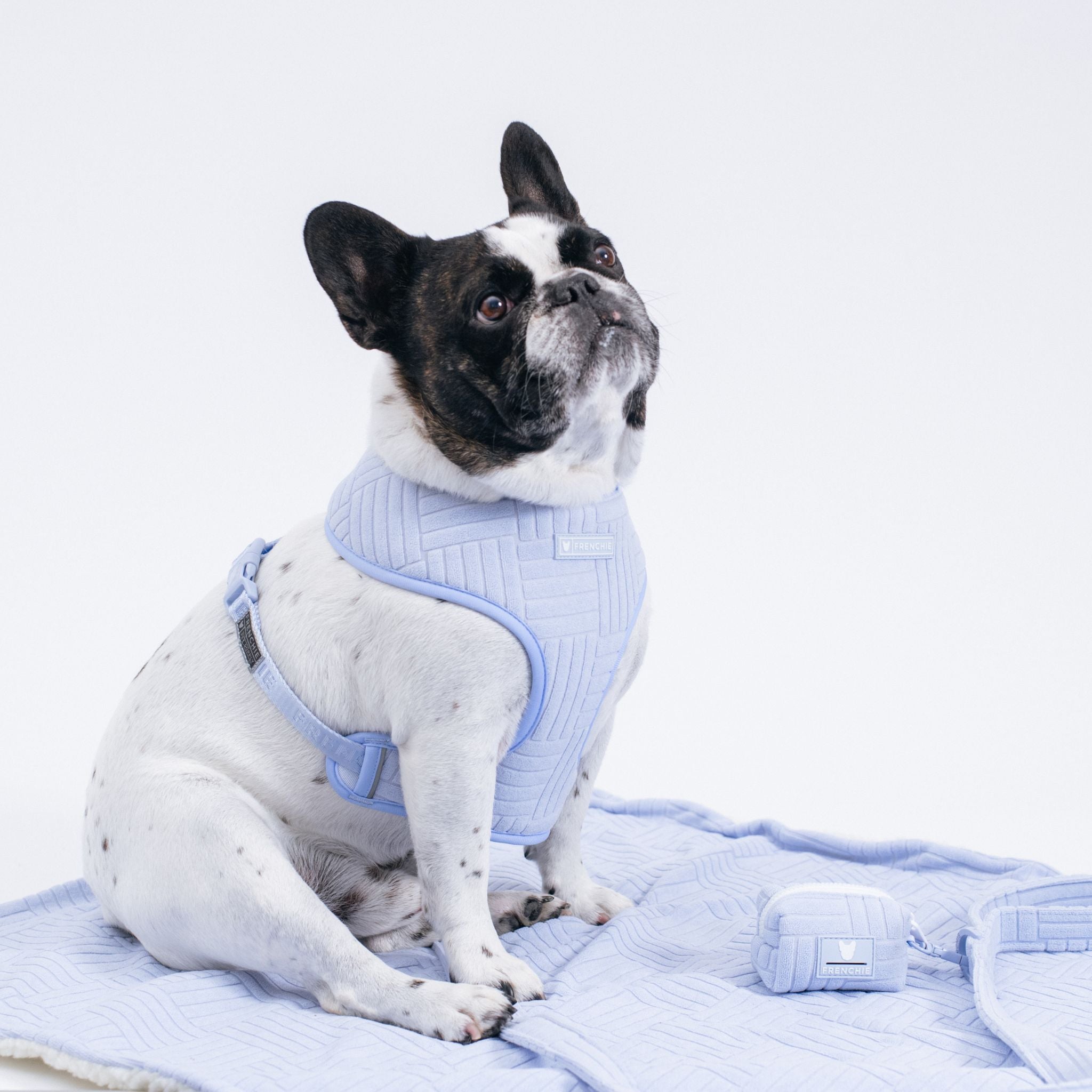 Frenchie Duo Reversible Harness - Terry (Blue)