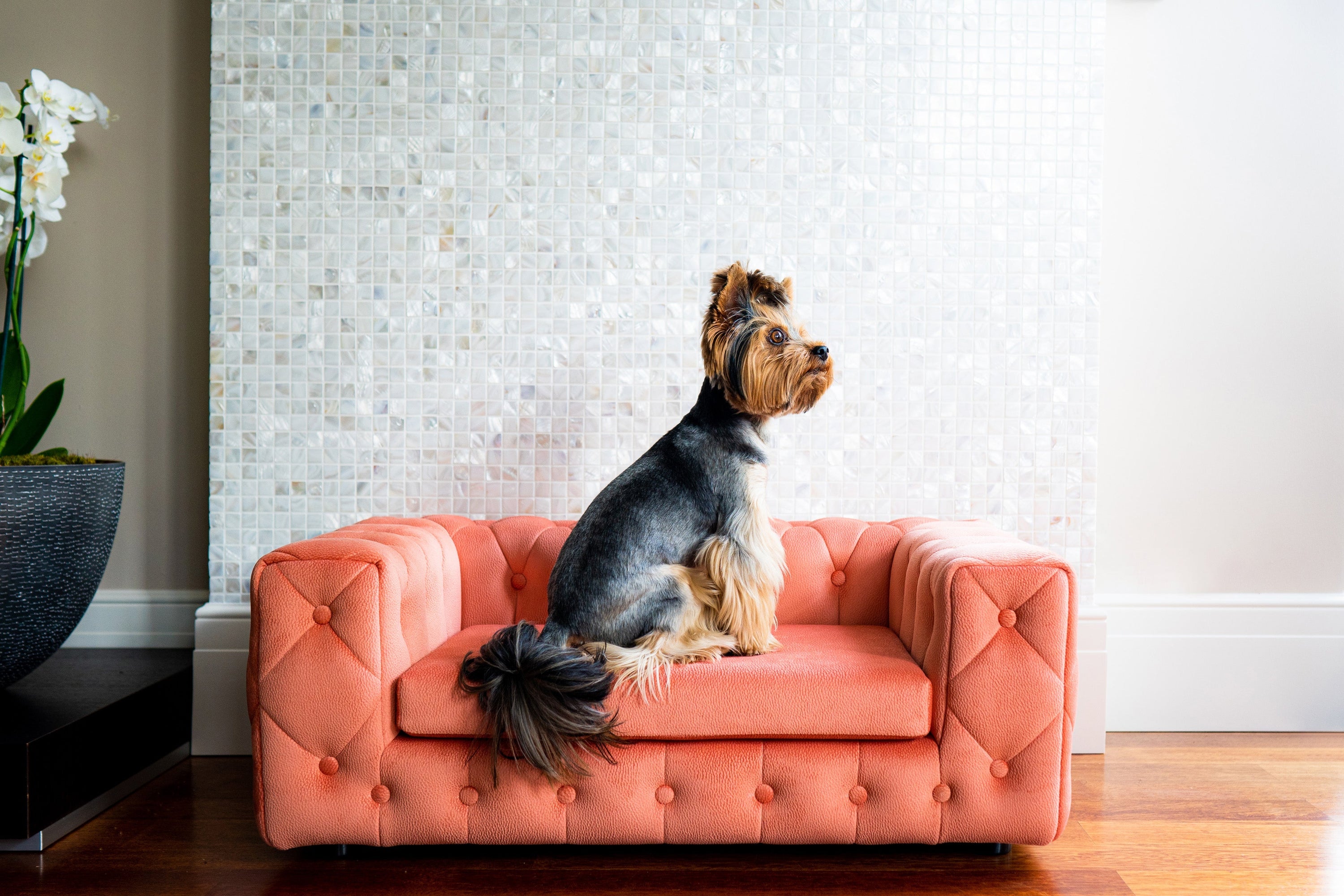 The Royal Luxury Pet Bed in Beige