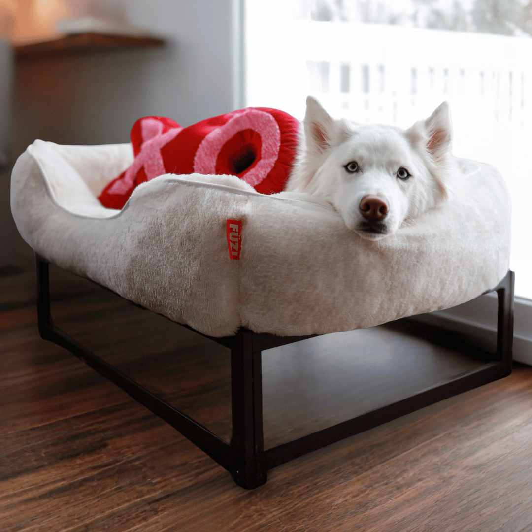 The FUZI Elevated Dog Bed