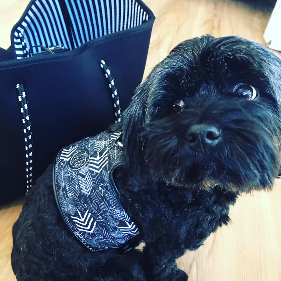 The Chevron Dog Harness