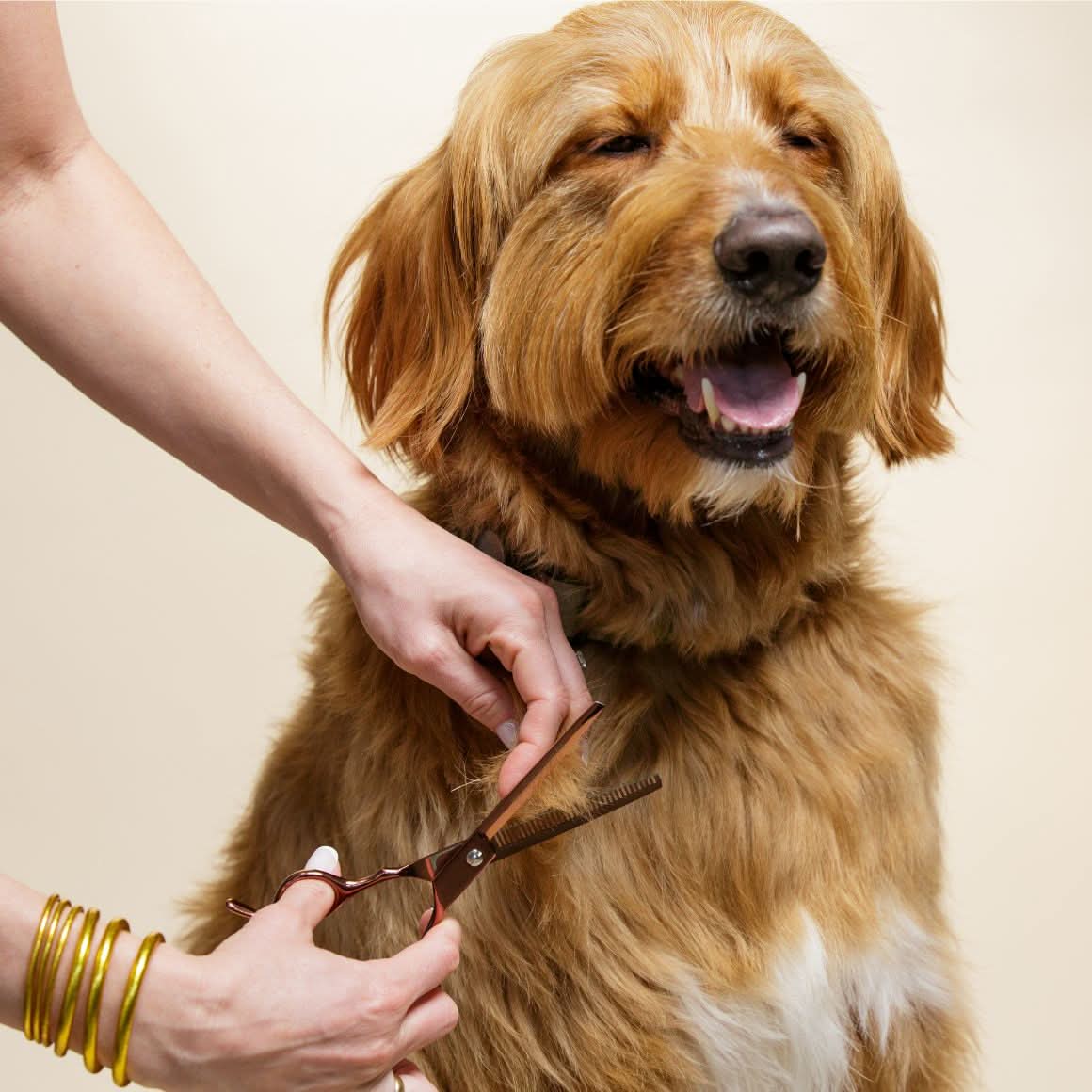 Dog Grooming Scissors