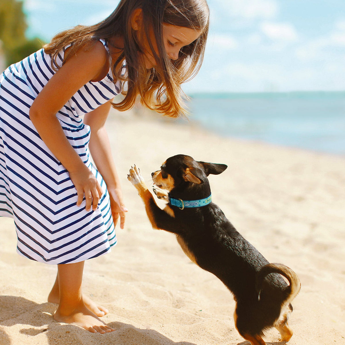 Up Country To the Beach Dog Collar