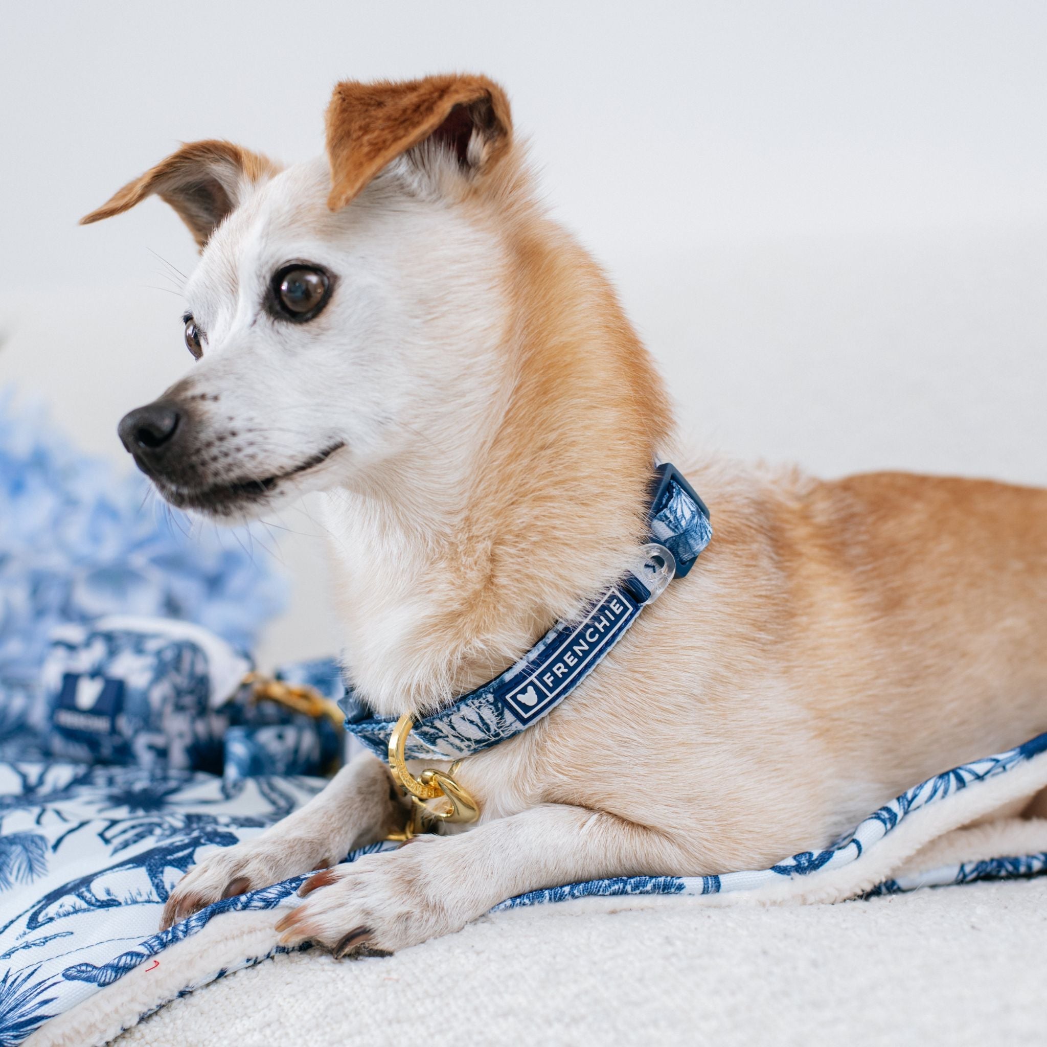 Frenchie Comfort Collar - Toile (Blue)