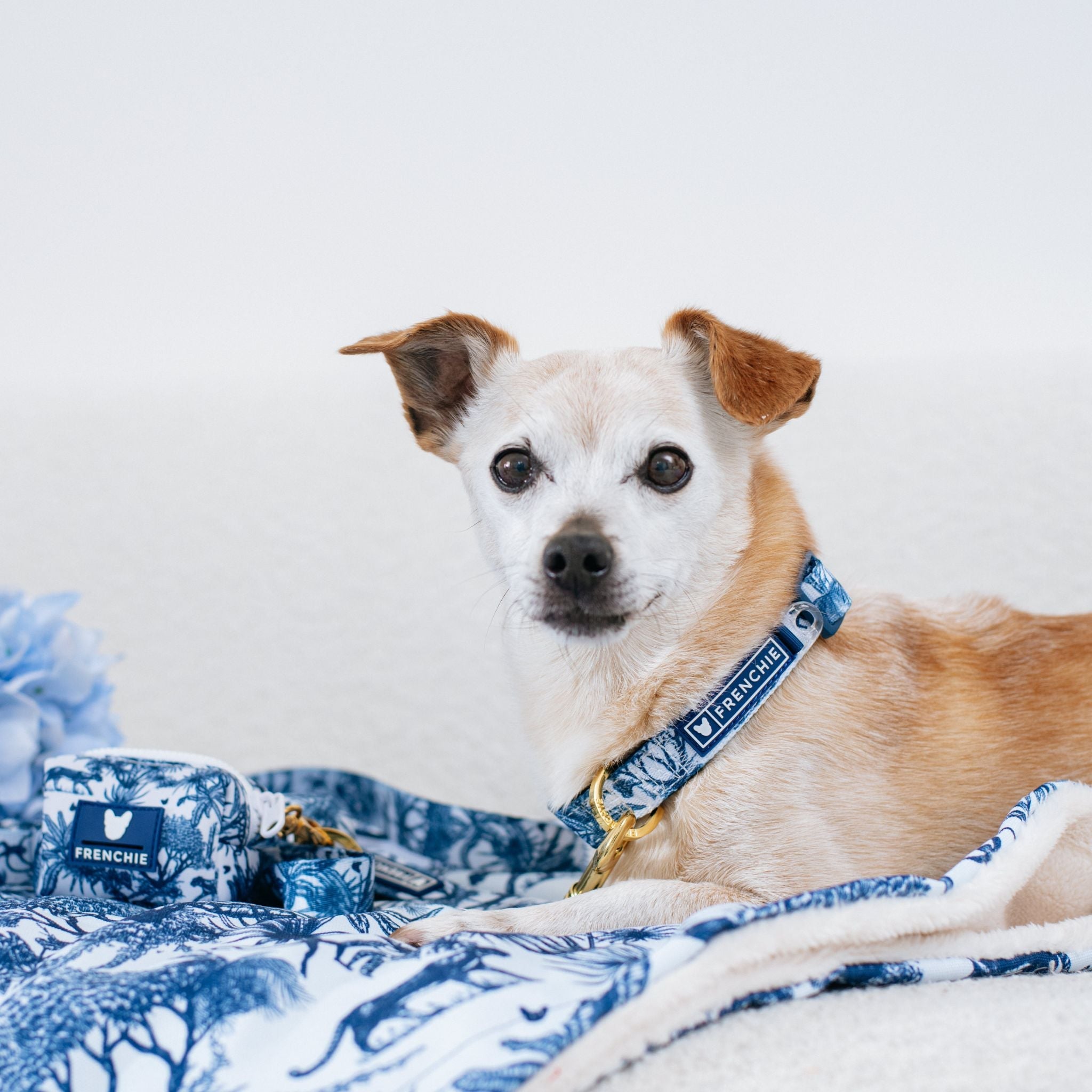 Frenchie Comfort Collar - Toile (Blue)