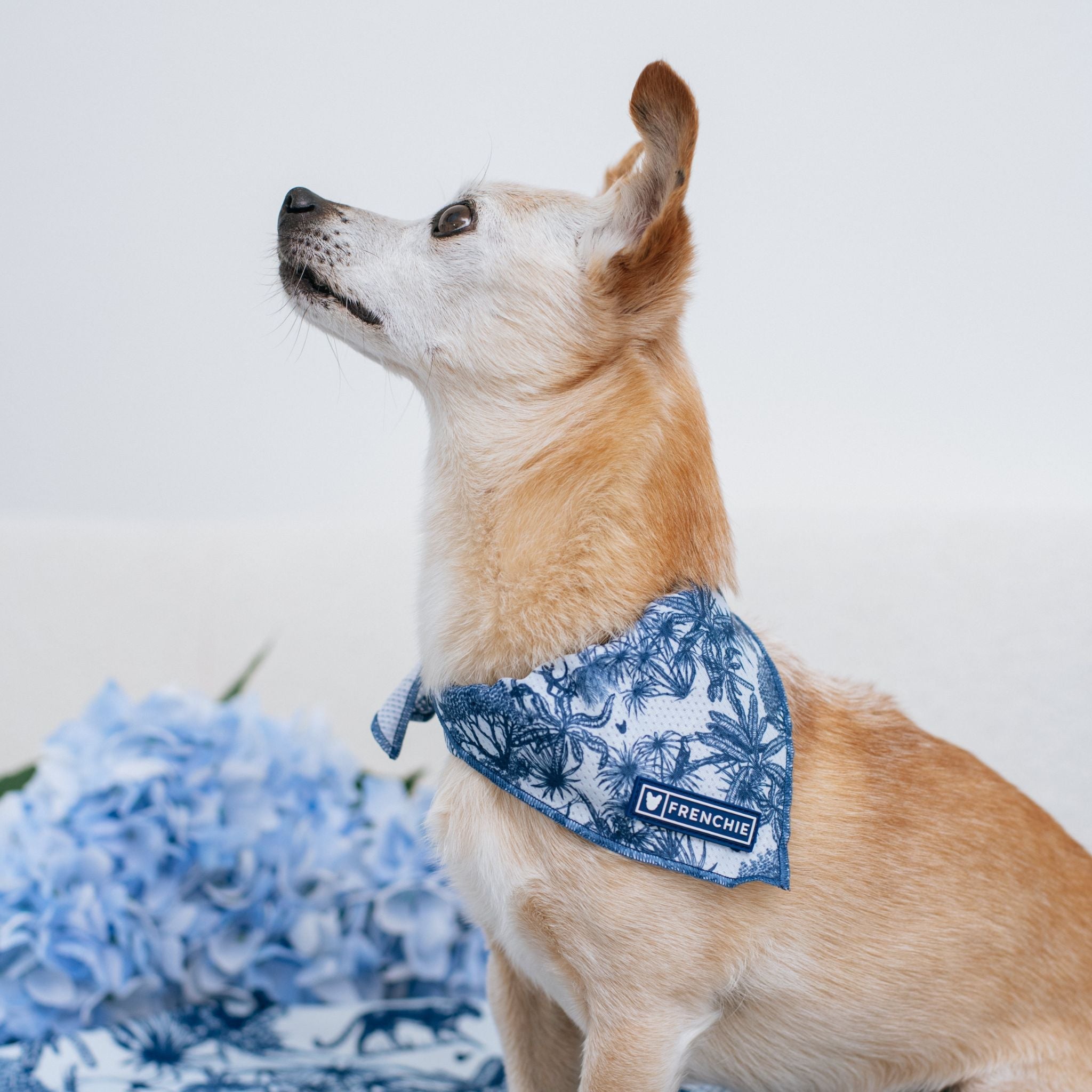 Frenchie Cooling Bandana - Toile (Blue)