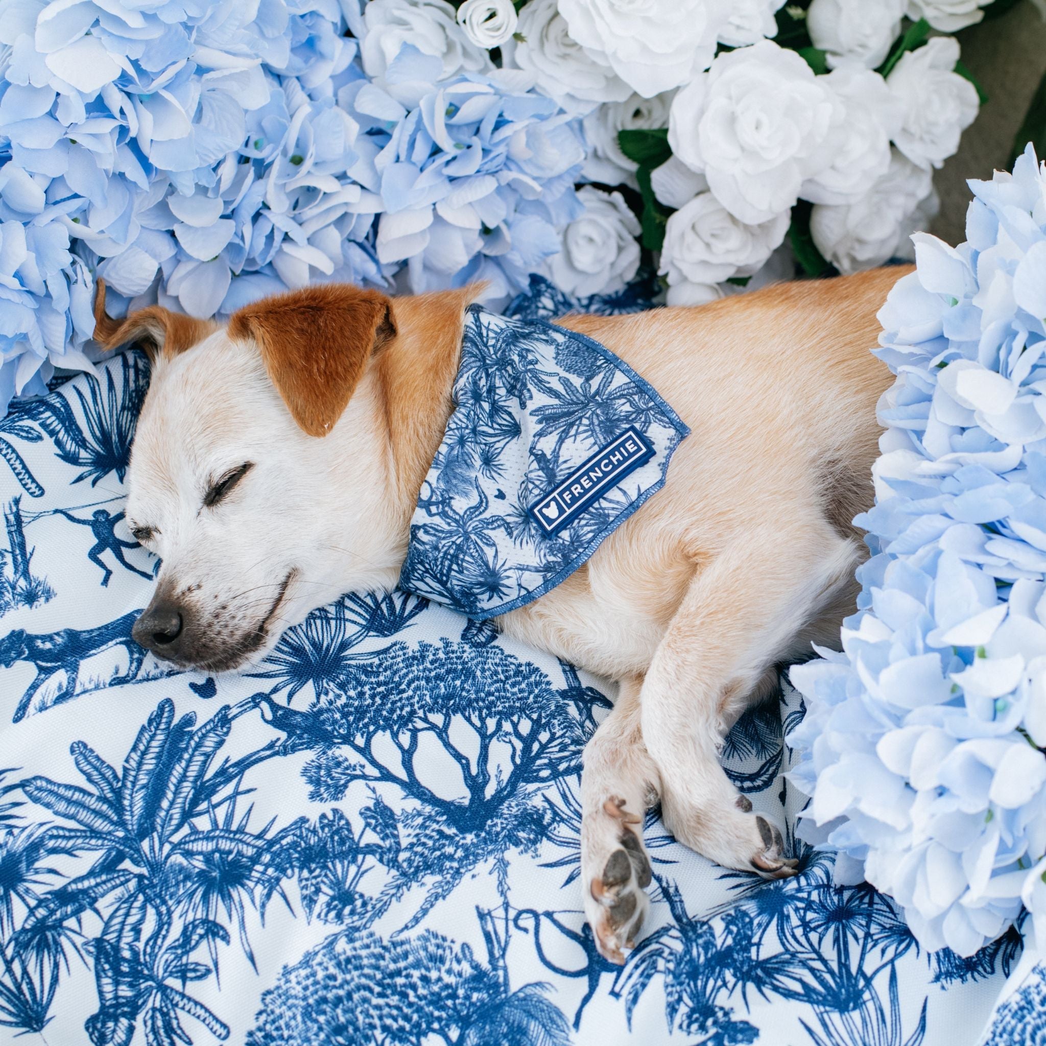 Frenchie Cooling Bandana - Toile (Blue)