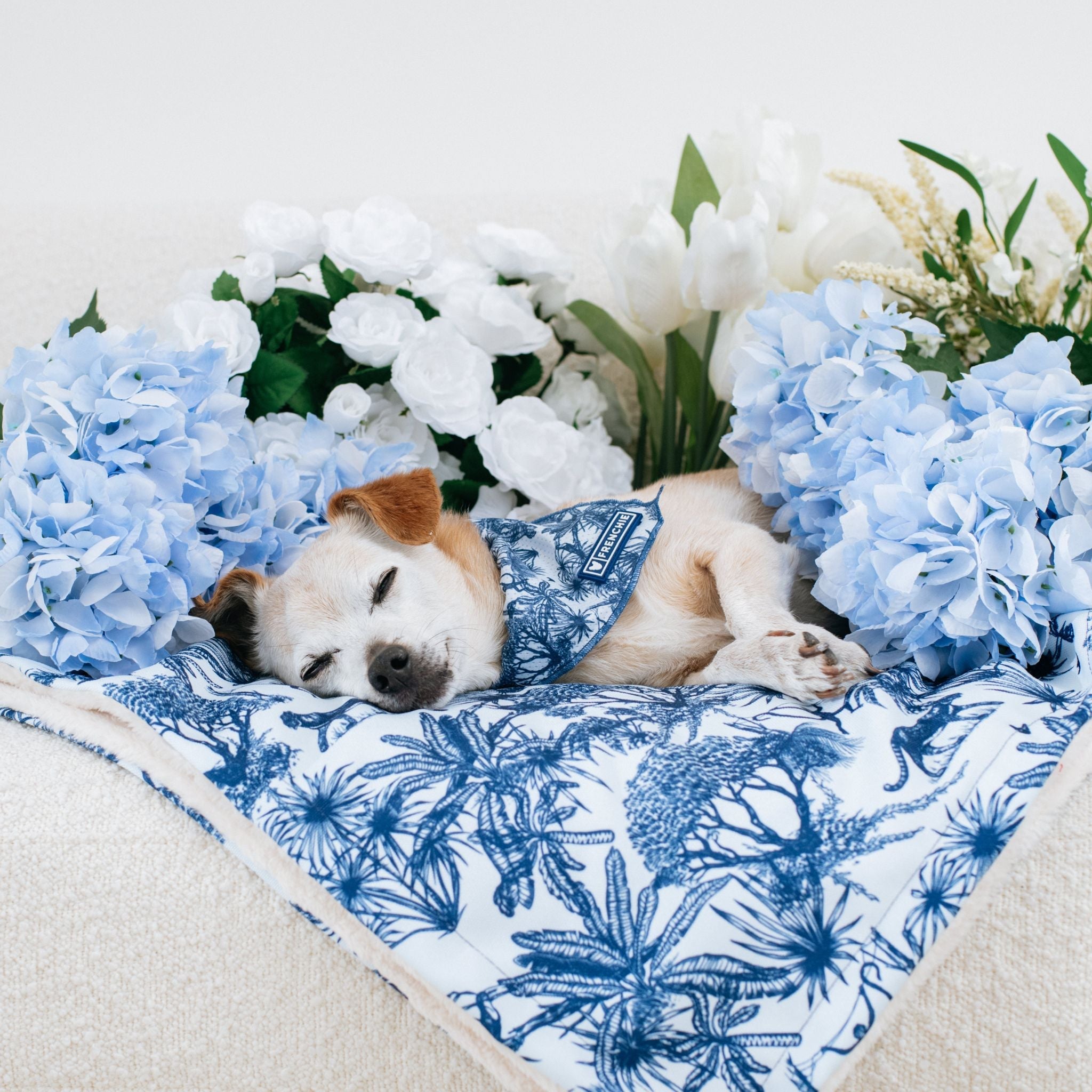 Frenchie Cooling Bandana - Toile (Blue)