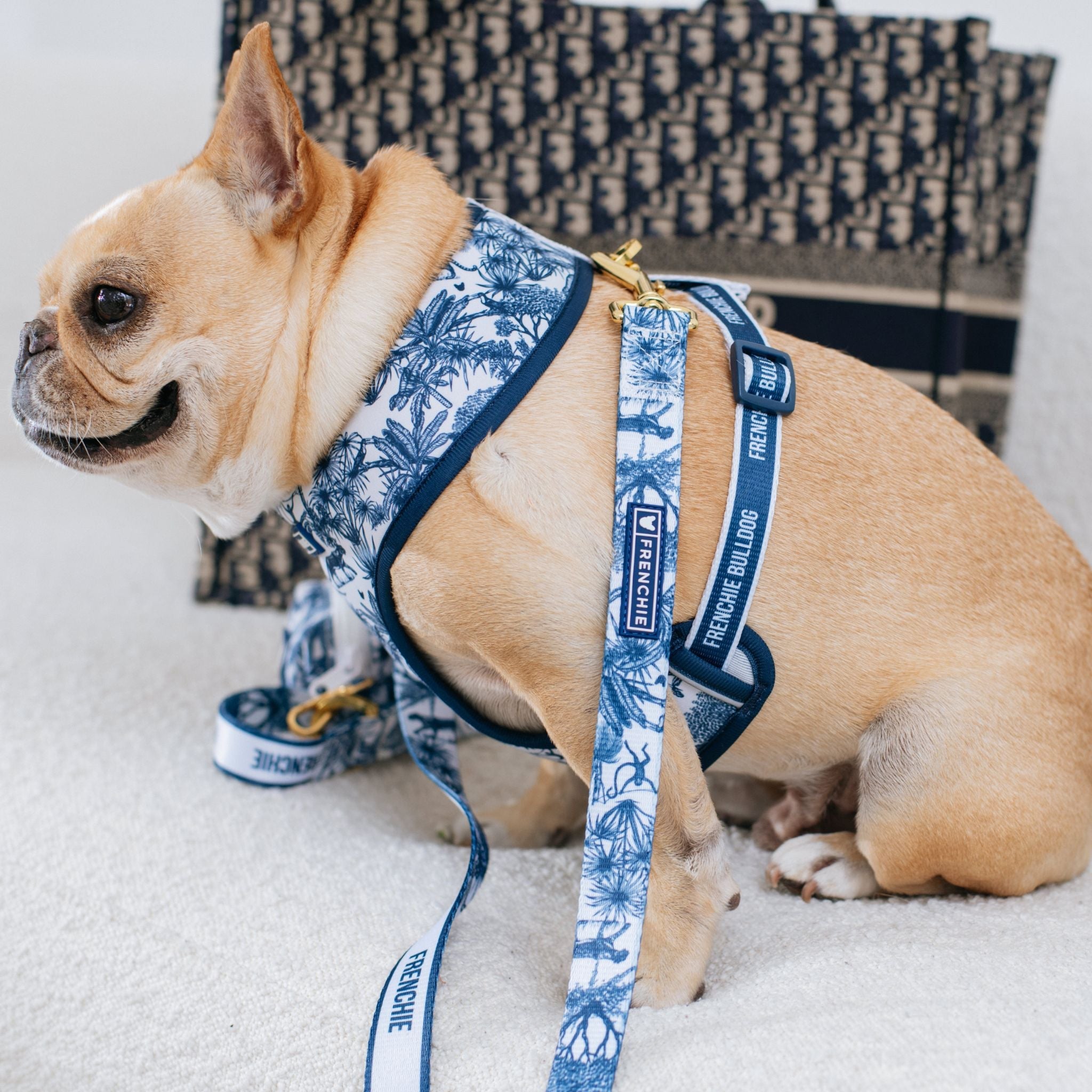 Frenchie Duo Reversible Harness - Toile (Blue)