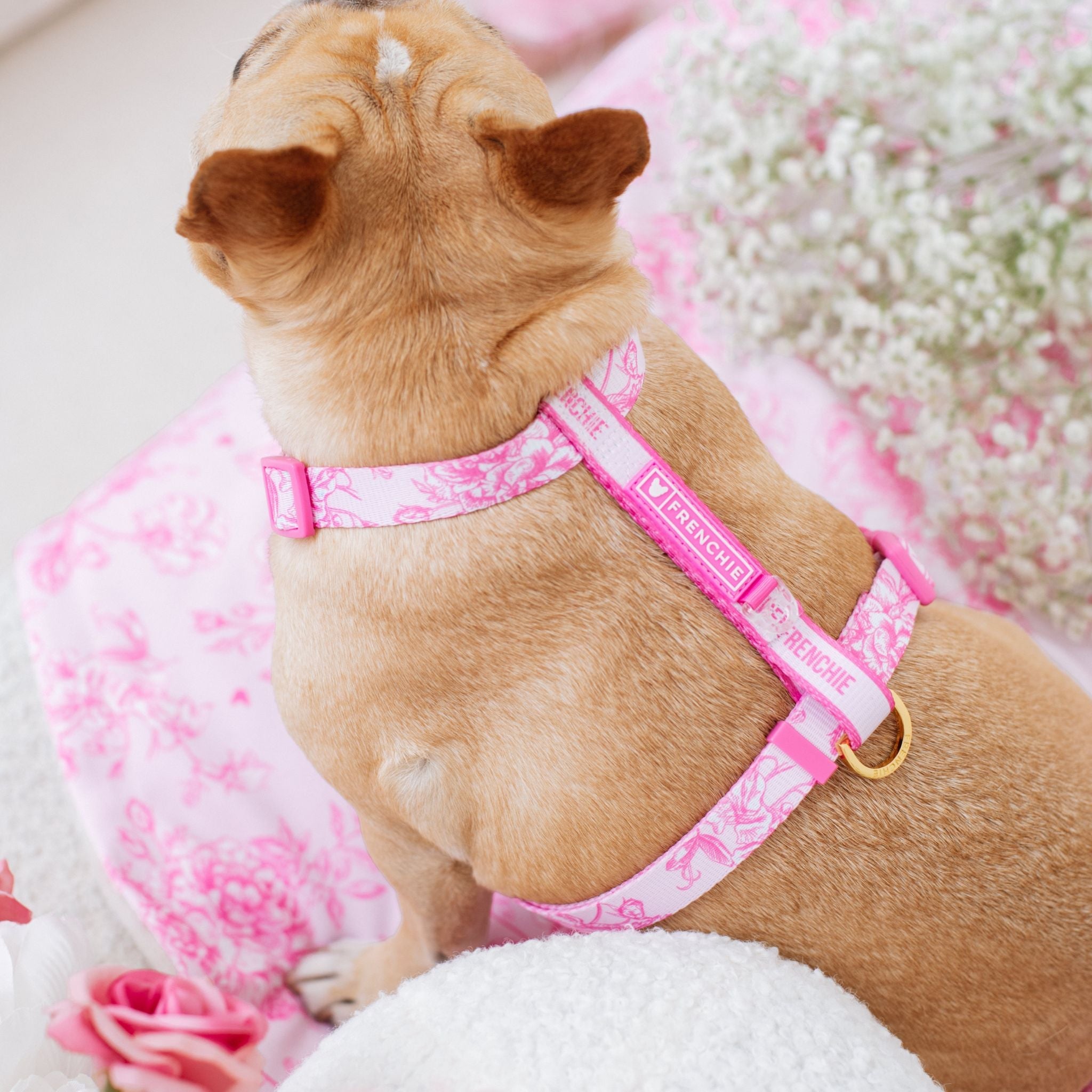 Frenchie Strap Harness - Toile (Pink)
