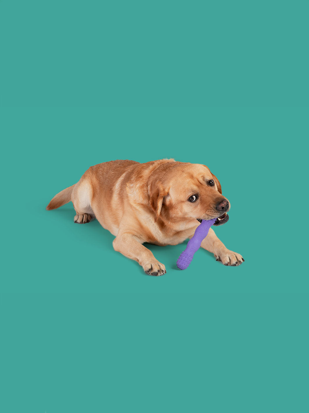 ToothBuddy MAX Dog Chew Toy